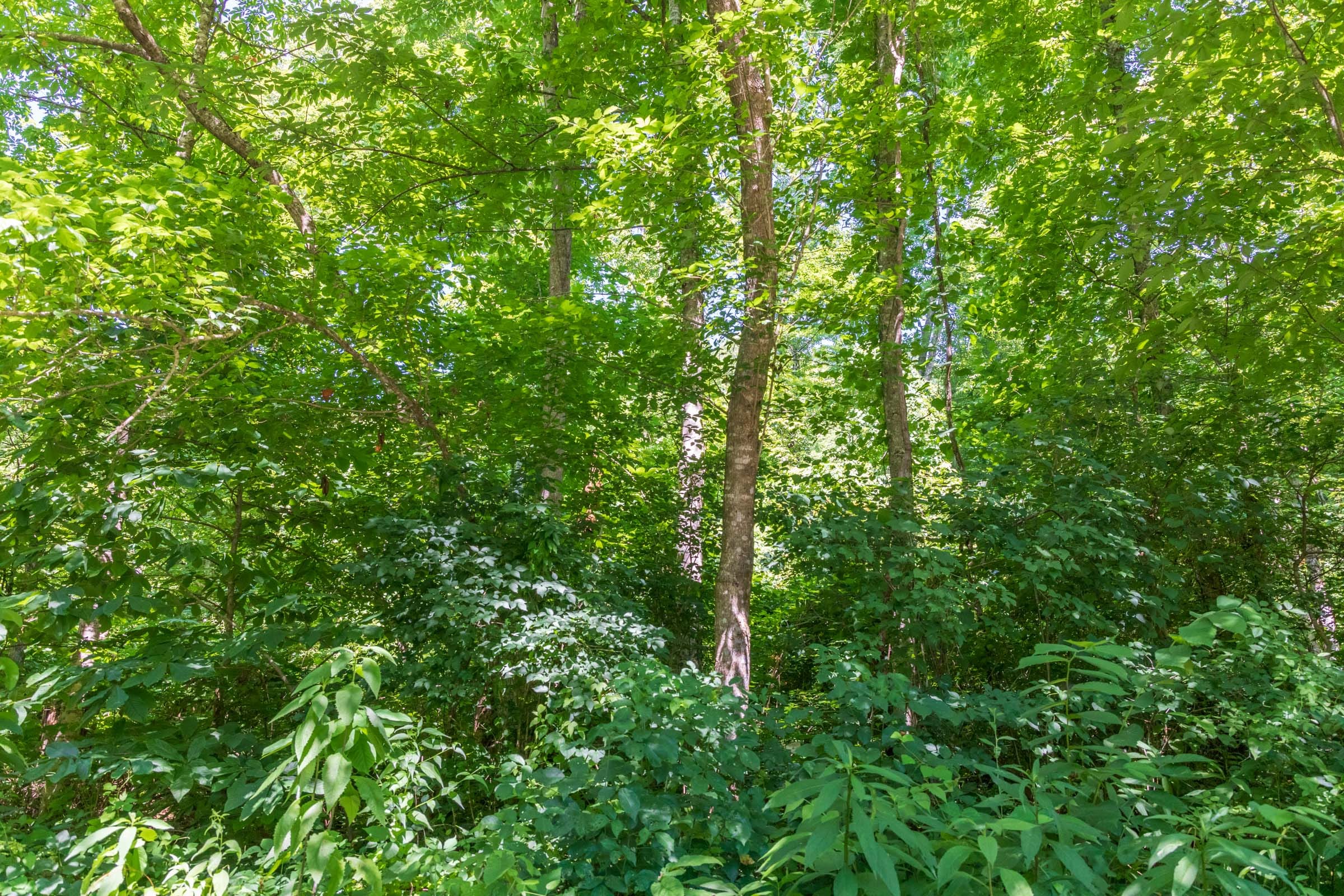 River’s Edge Tract 38 photo 12