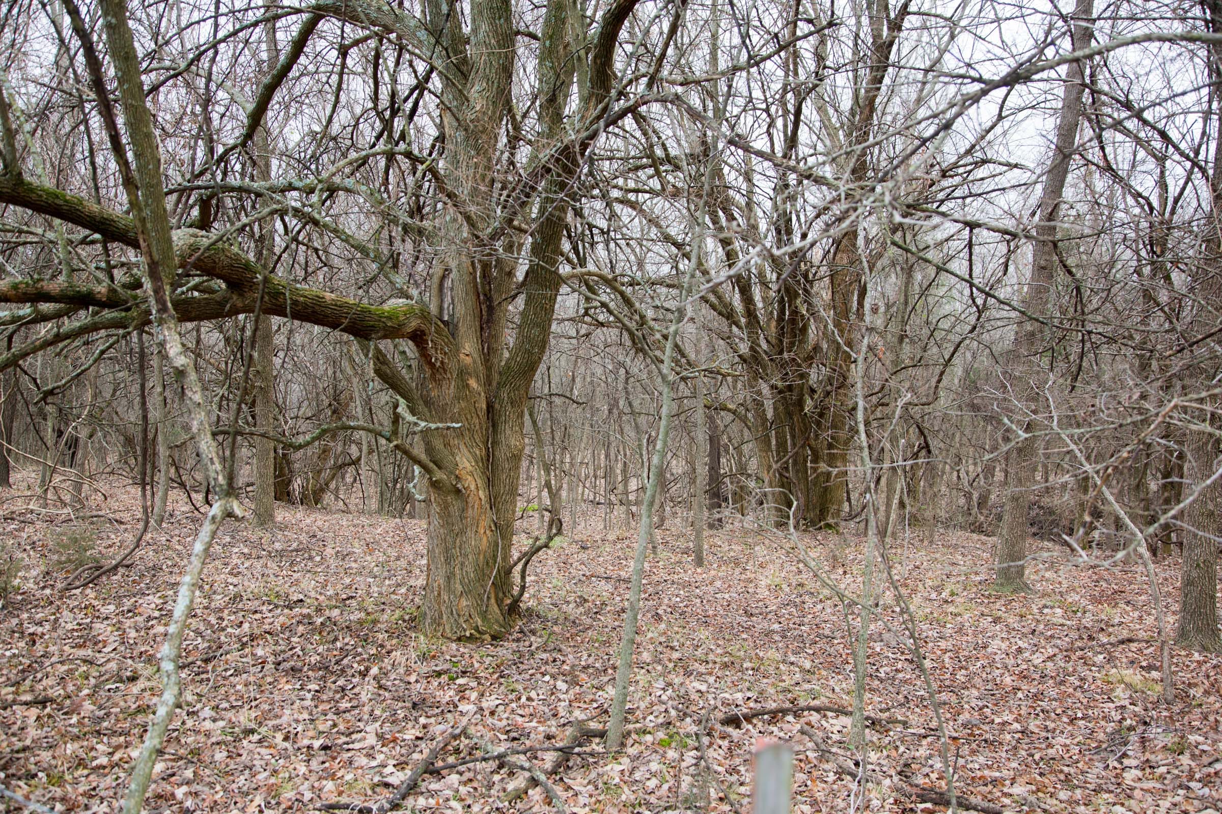 Canadian Plains Tract 6 photo 2