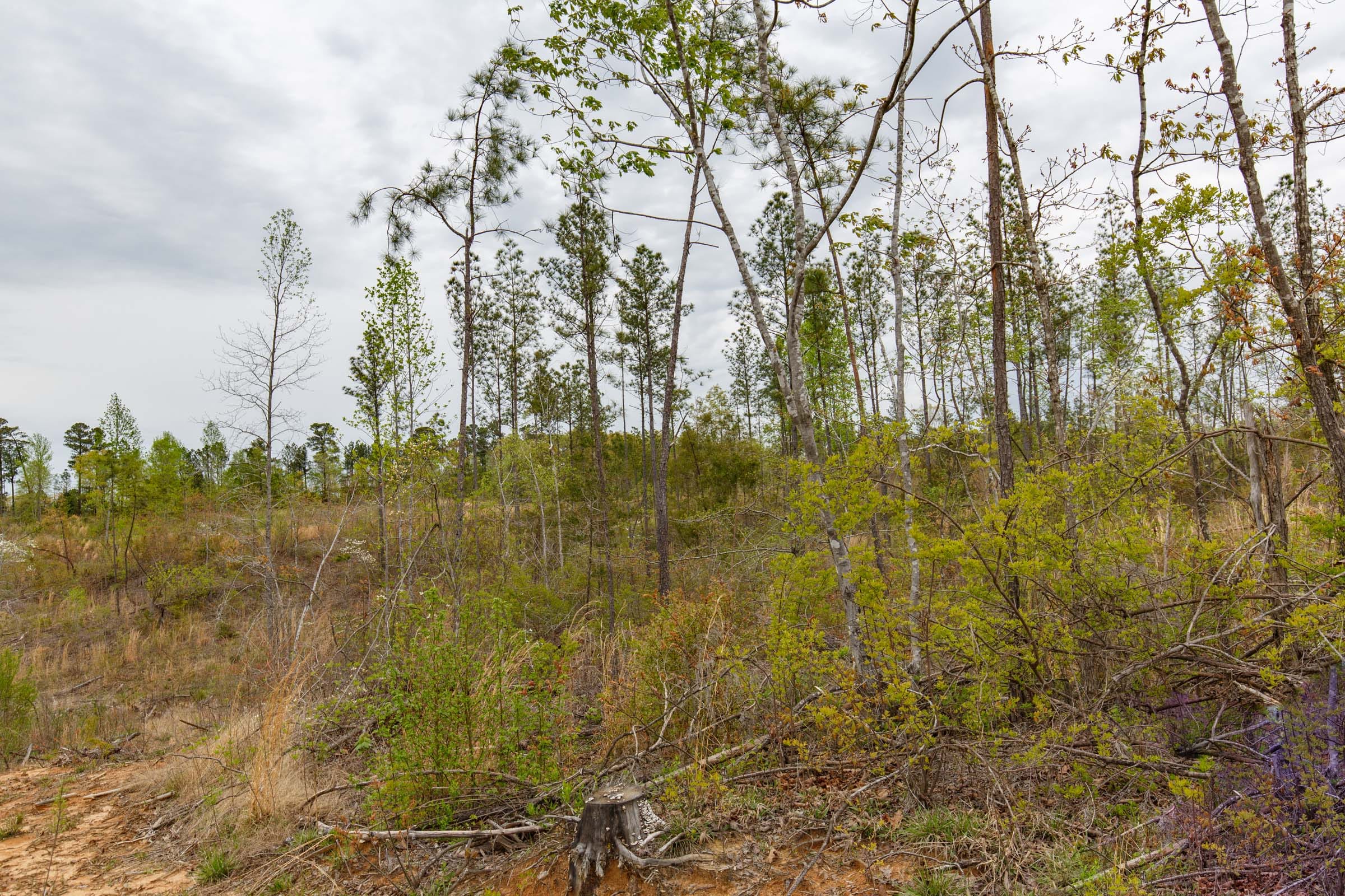 Twin Rivers Tract 10 photo 13