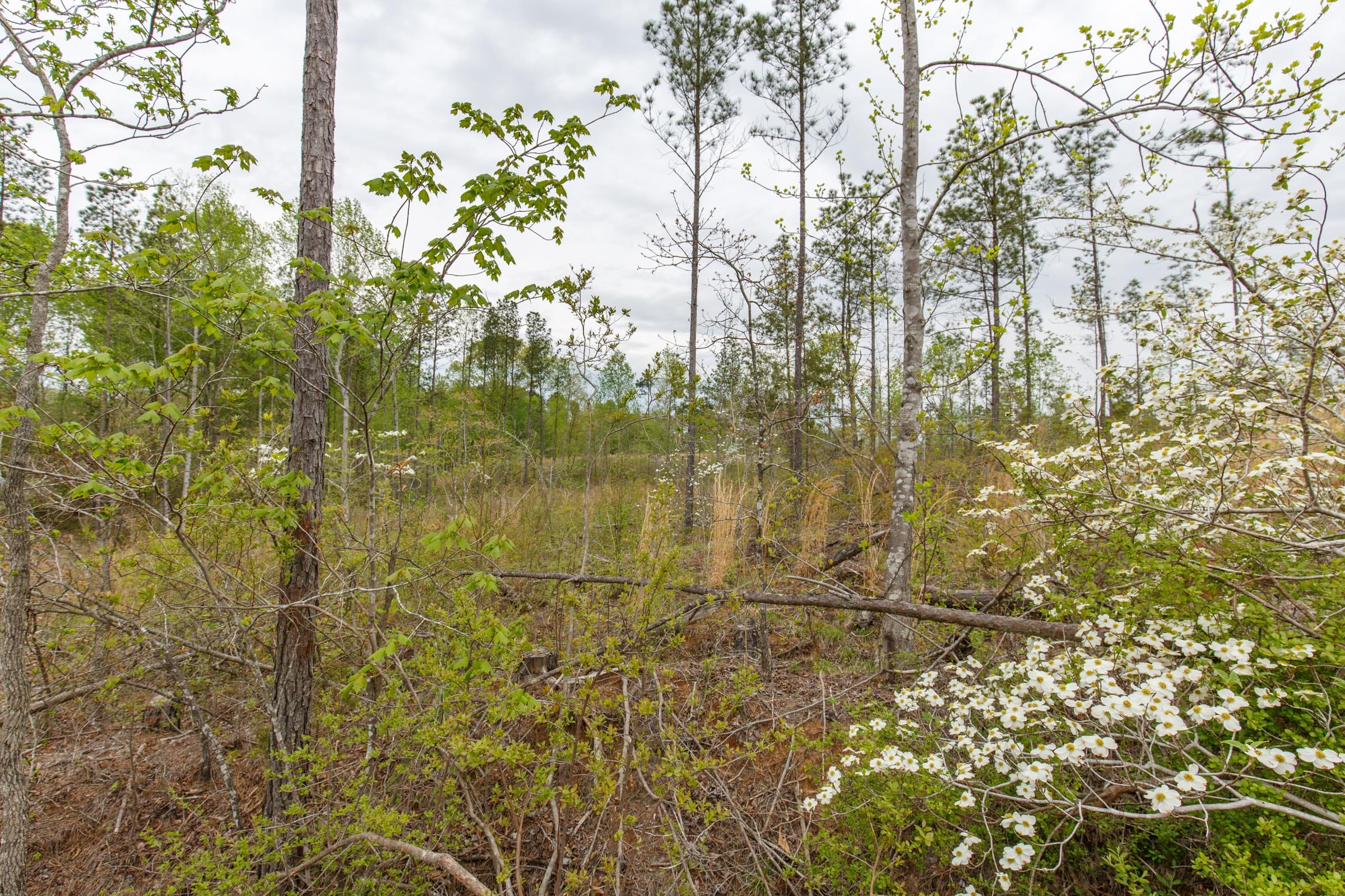 Twin Rivers Tract 10 photo 16