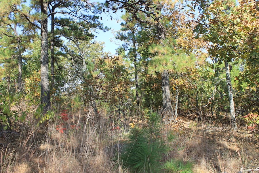 Indian Ridge – Phase III Tract 113 photo 2