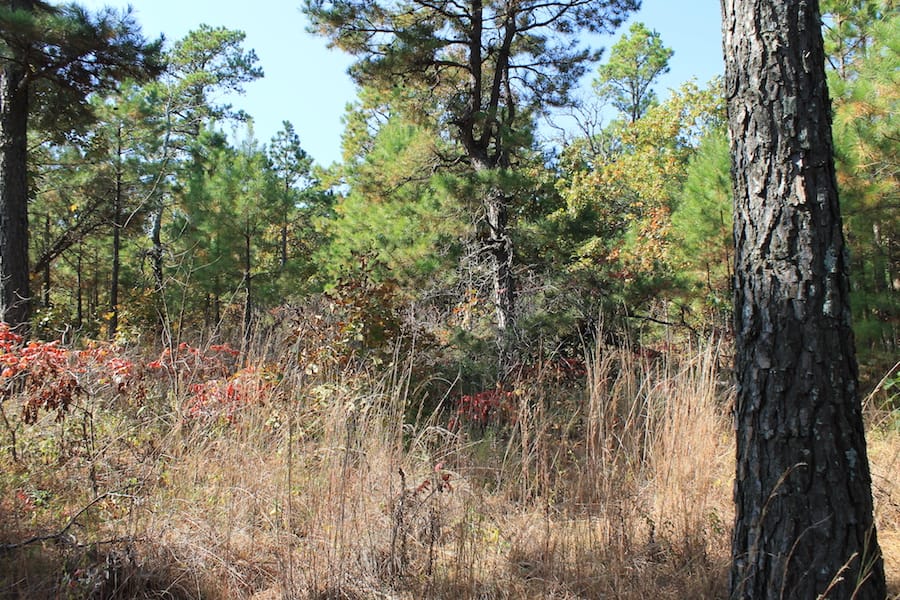 Indian Ridge – Phase III Tract 113 photo 3