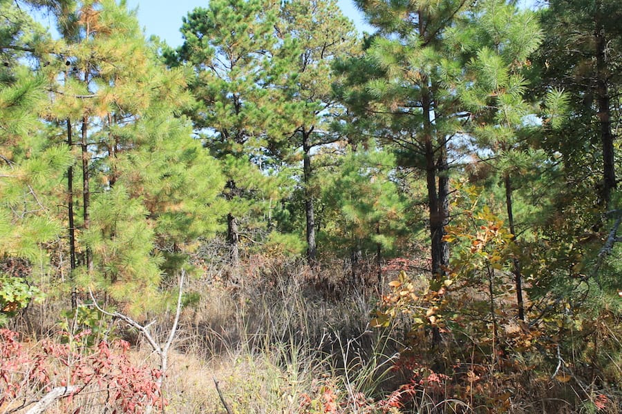 Indian Ridge – Phase III Tract 113 photo 9