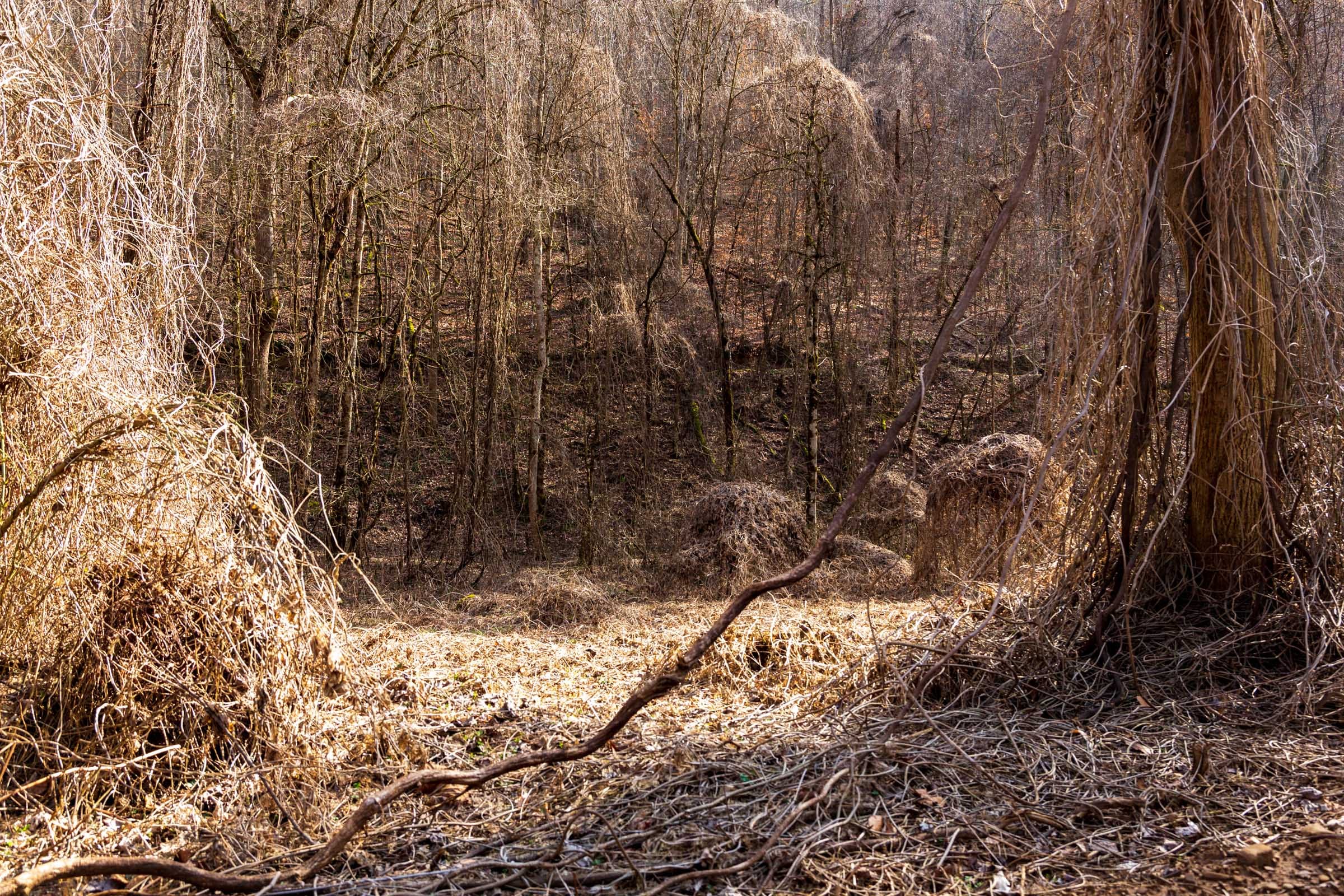 Blackstone Mountain Phase II Tract 64 photo 7