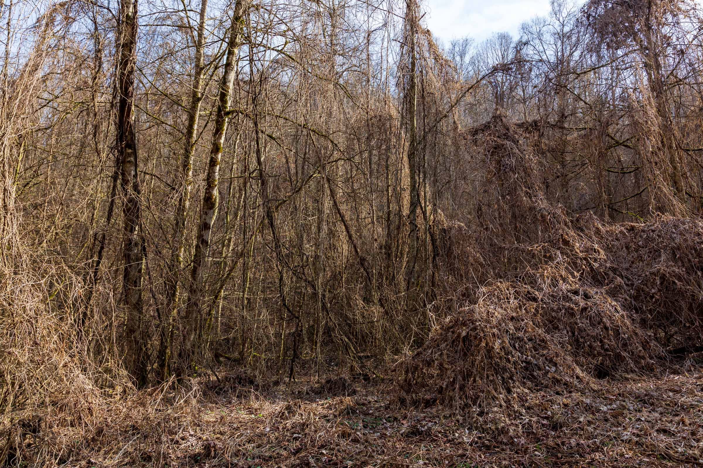 Blackstone Mountain Phase II Tract 64 photo 11