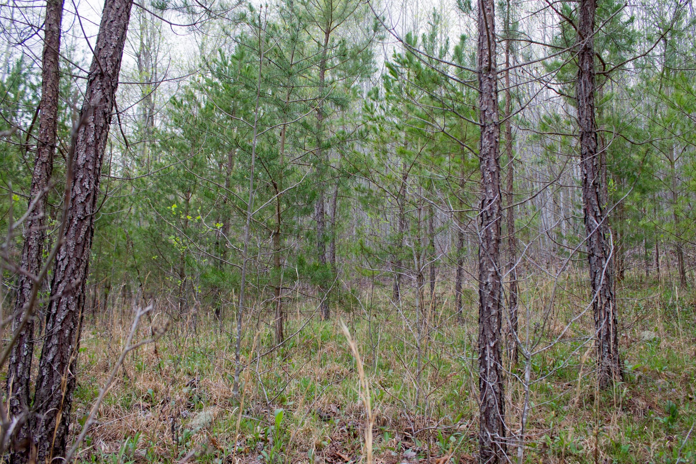 Hidden Hills Tract 46 photo 5