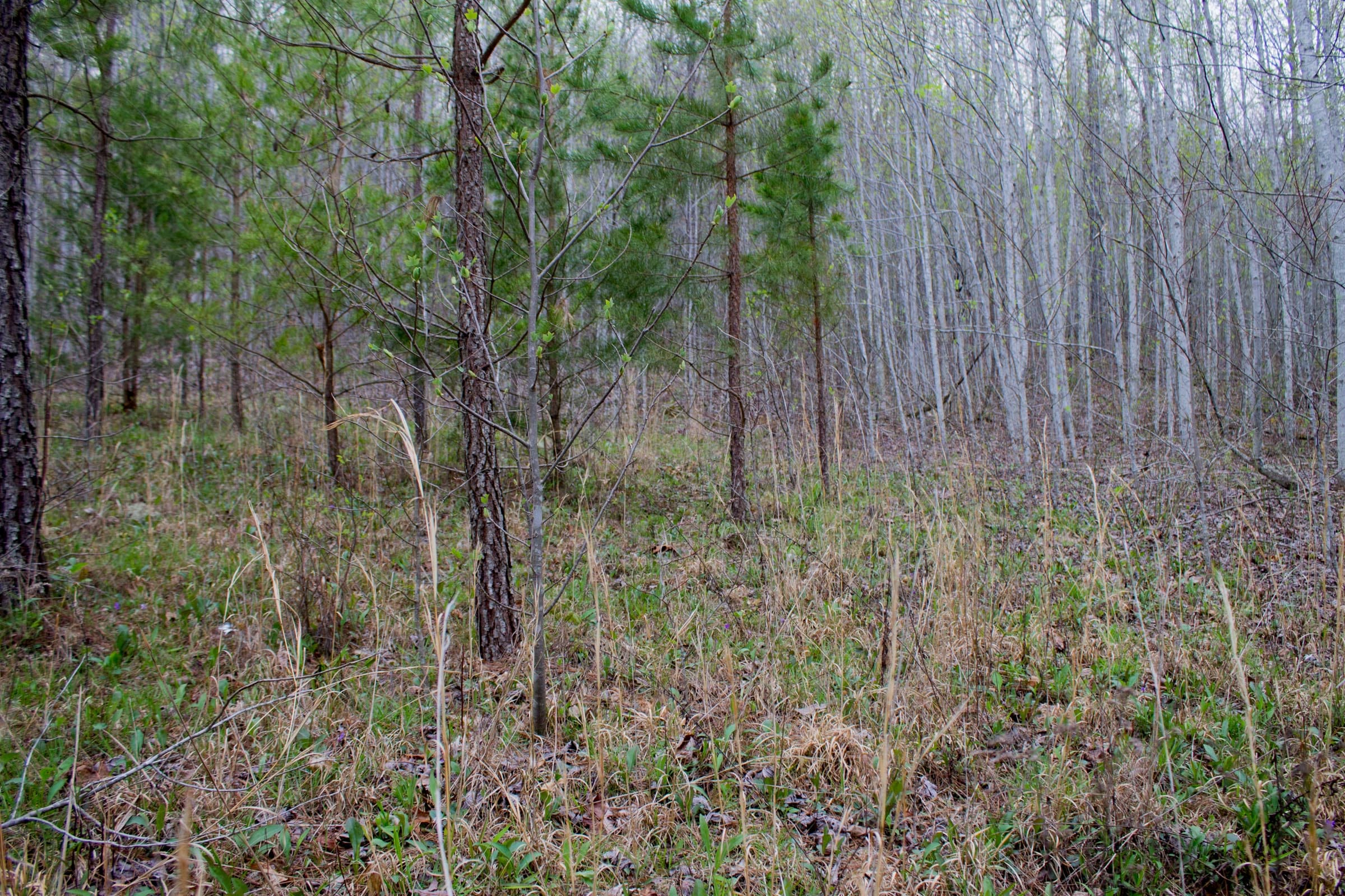 Hidden Hills Tract 46 photo 6
