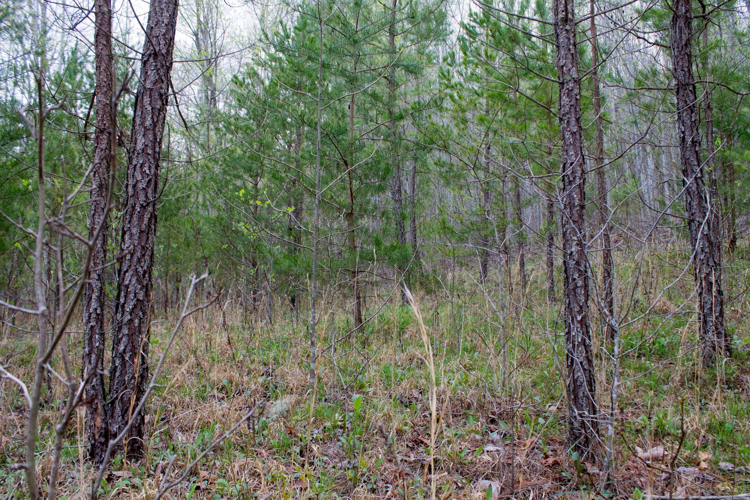 Hidden Hills Tract 46 photo 7