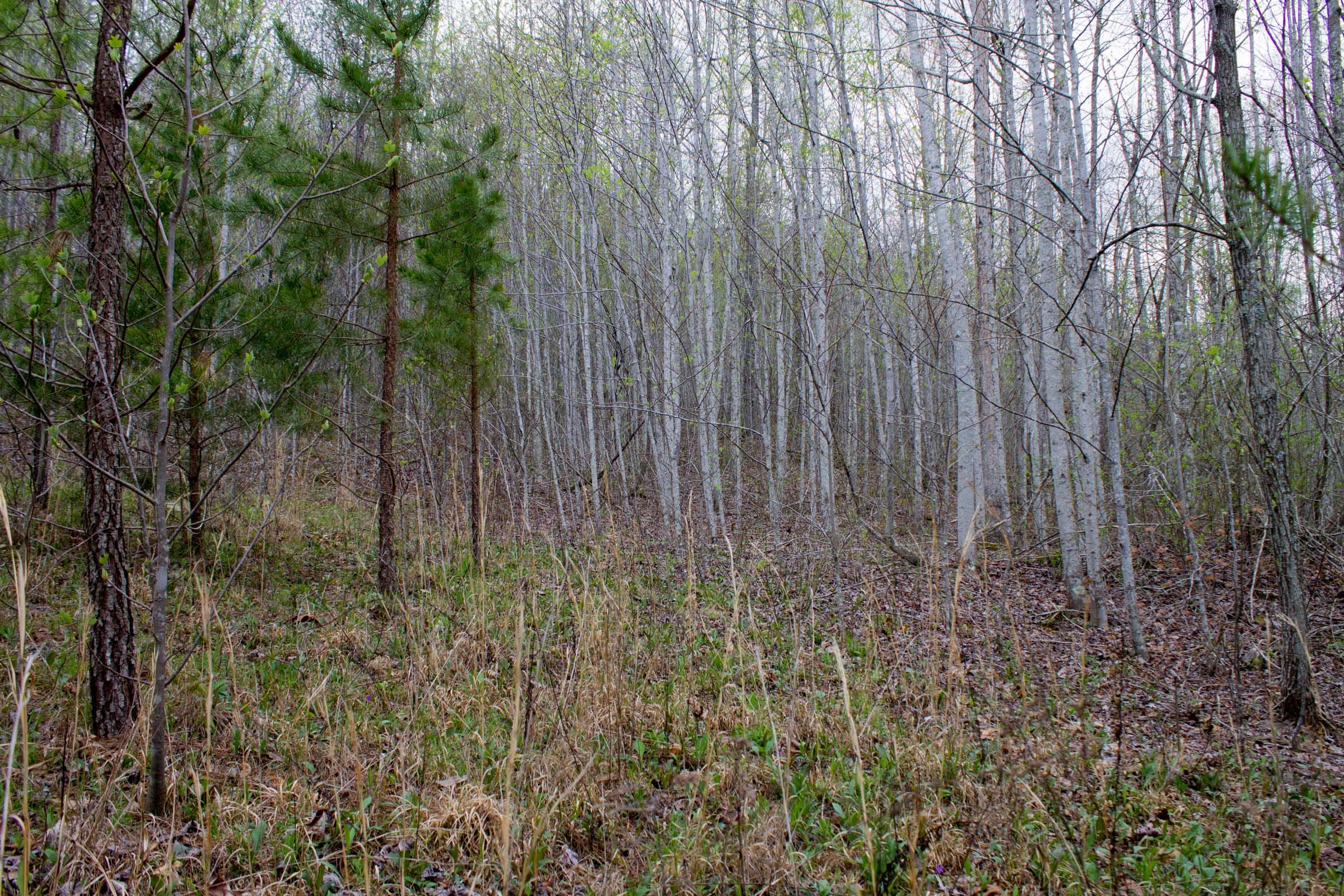 Hidden Hills Tract 46 photo 8