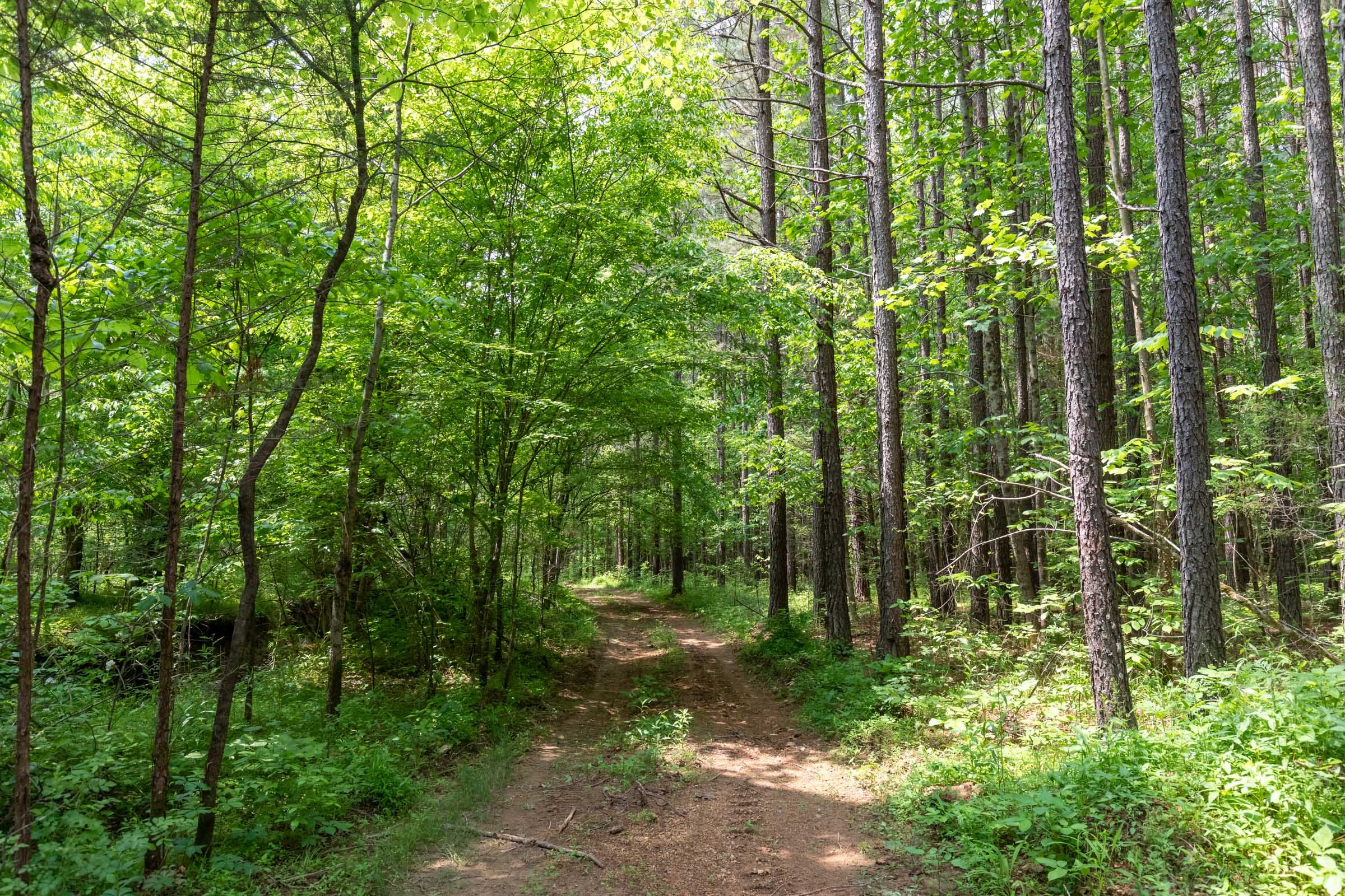 Cedar Creek Tract 35 photo 1