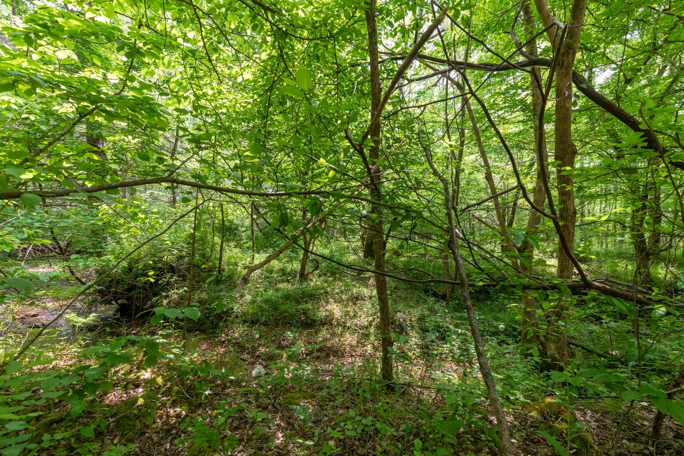 Cedar Creek Tract 35 photo 4