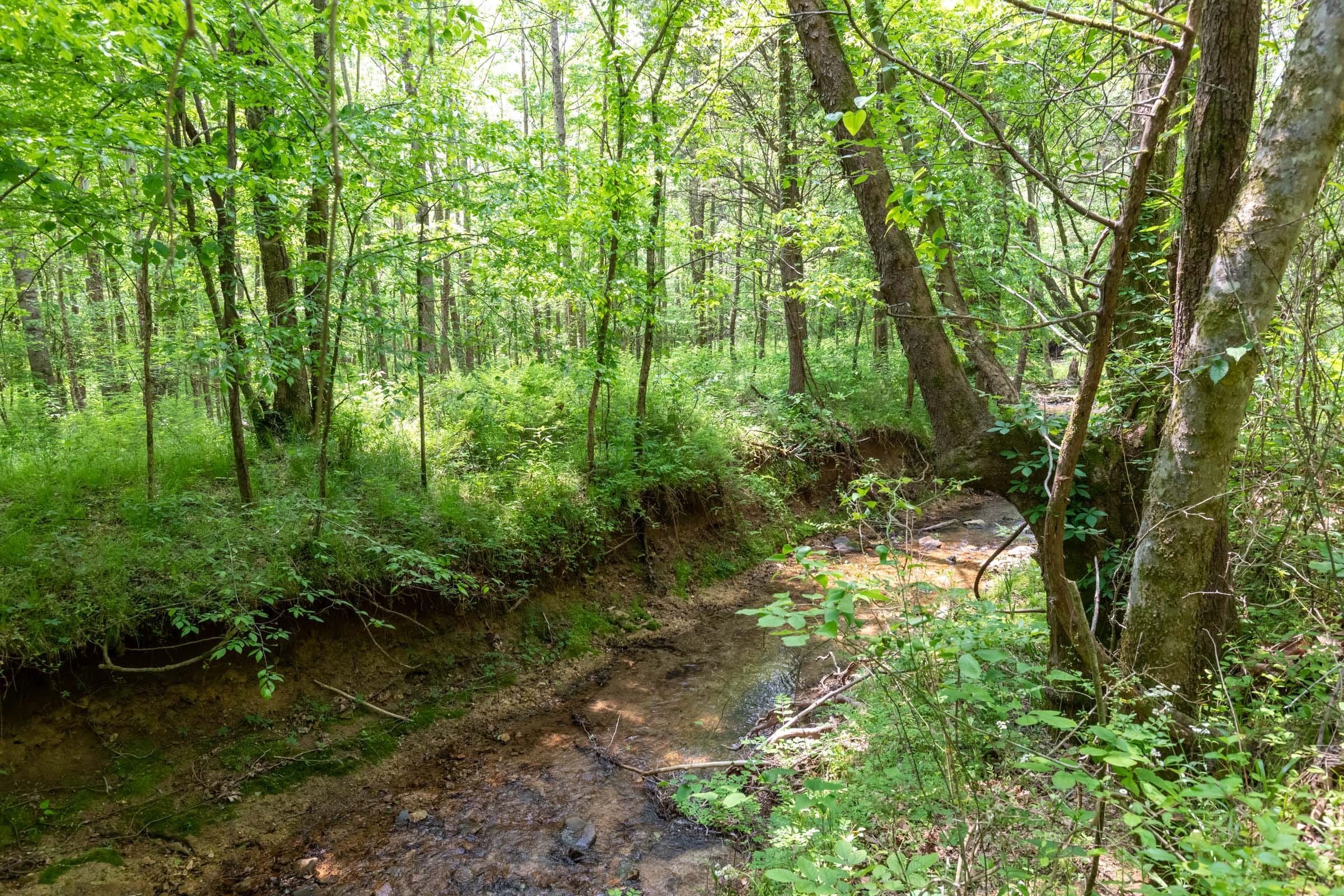 Cedar Creek Tract 35 photo 5