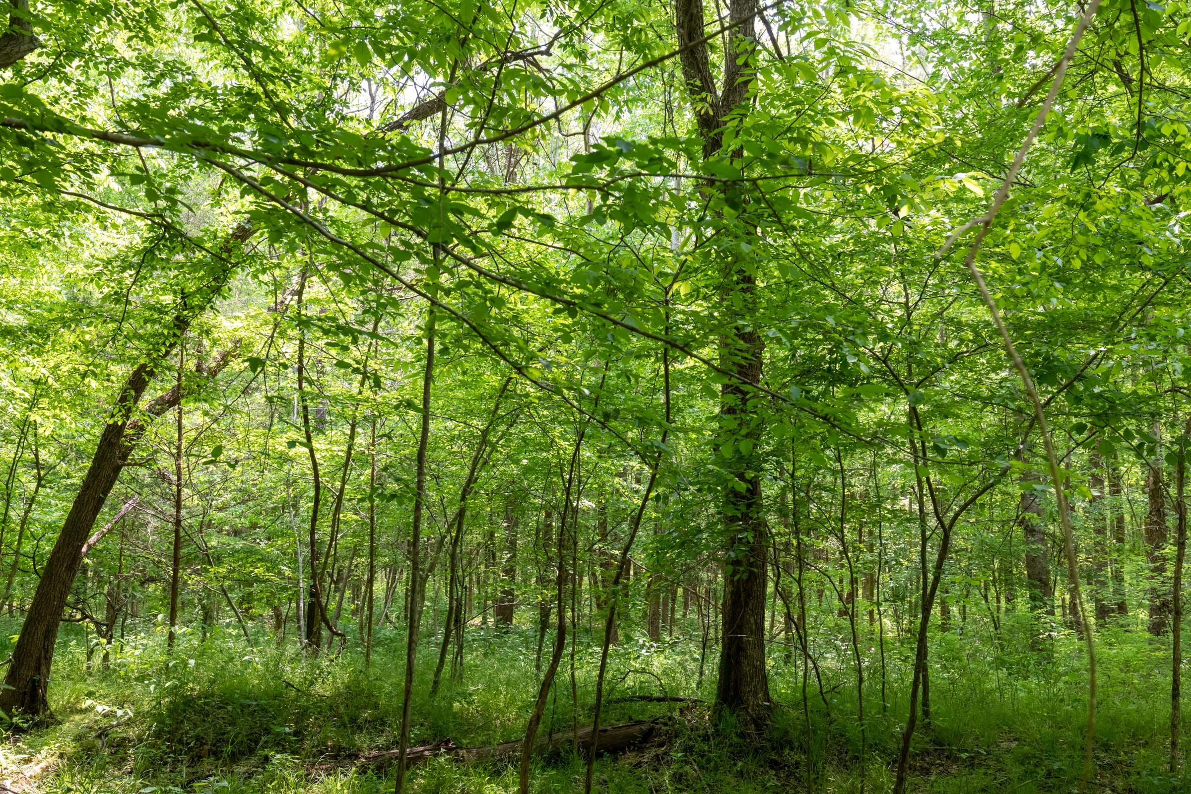 Cedar Creek Tract 35 photo 6