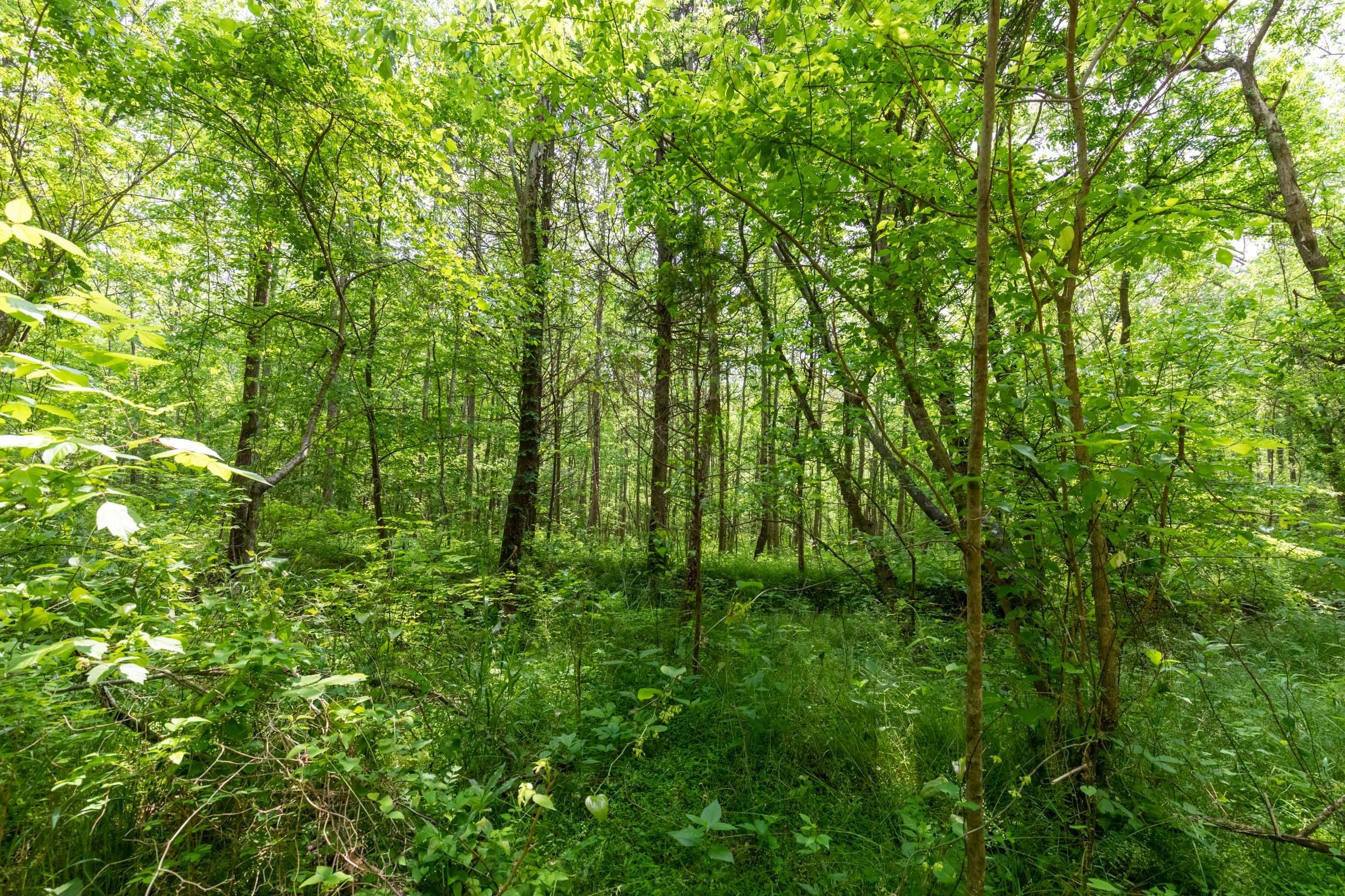 Cedar Creek Tract 35 photo 8
