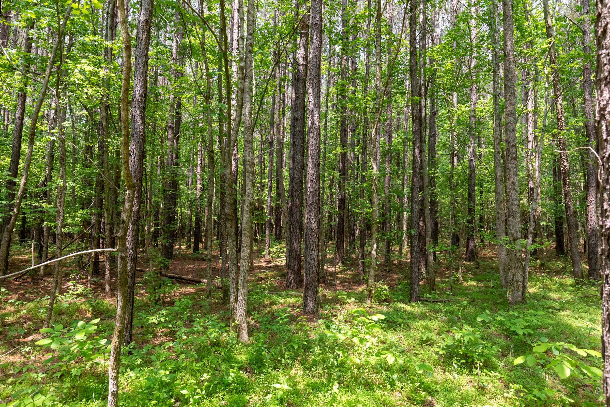 Cedar Creek Tract 35 photo 9