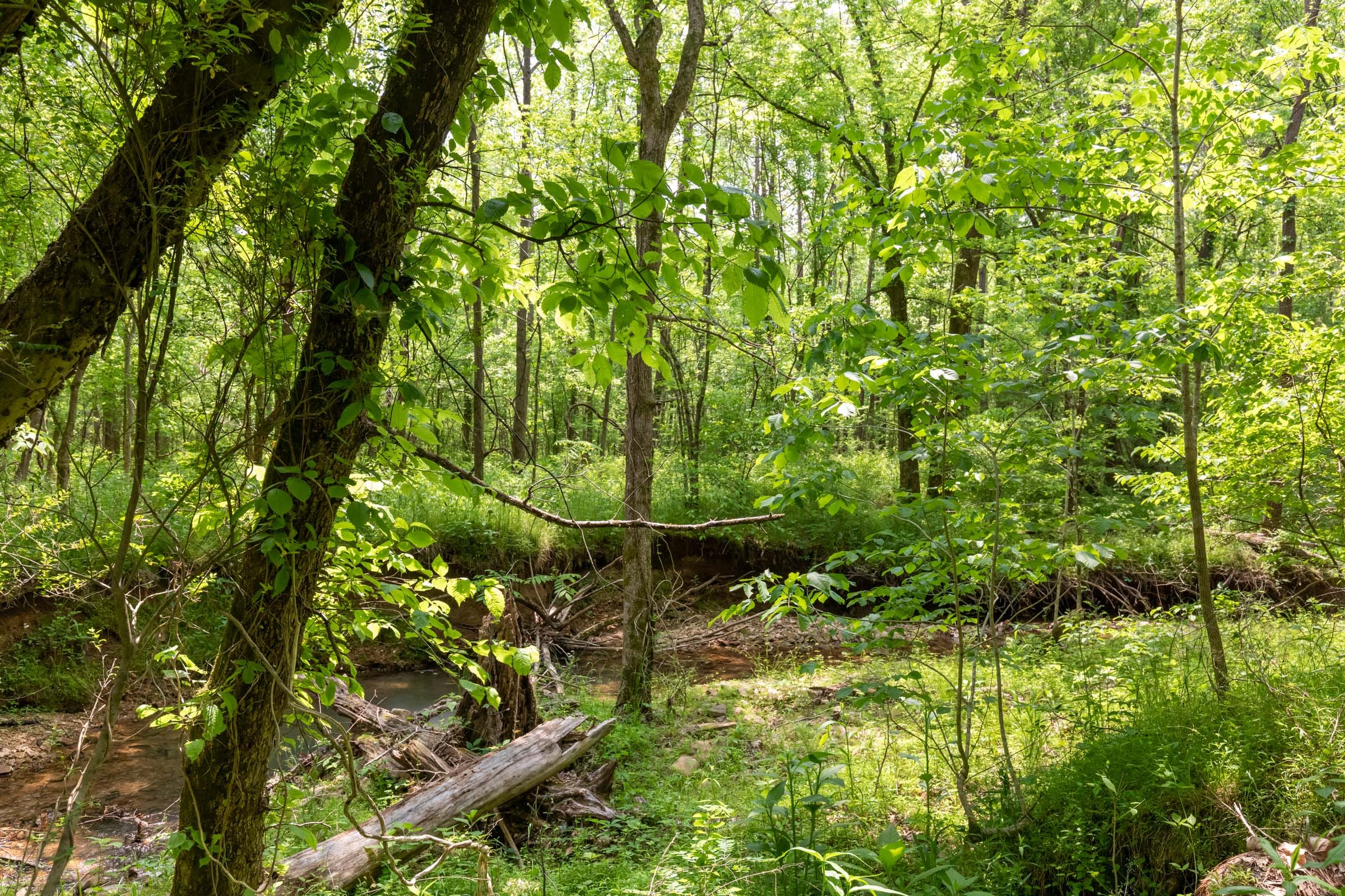 Cedar Creek Tract 35 photo 10