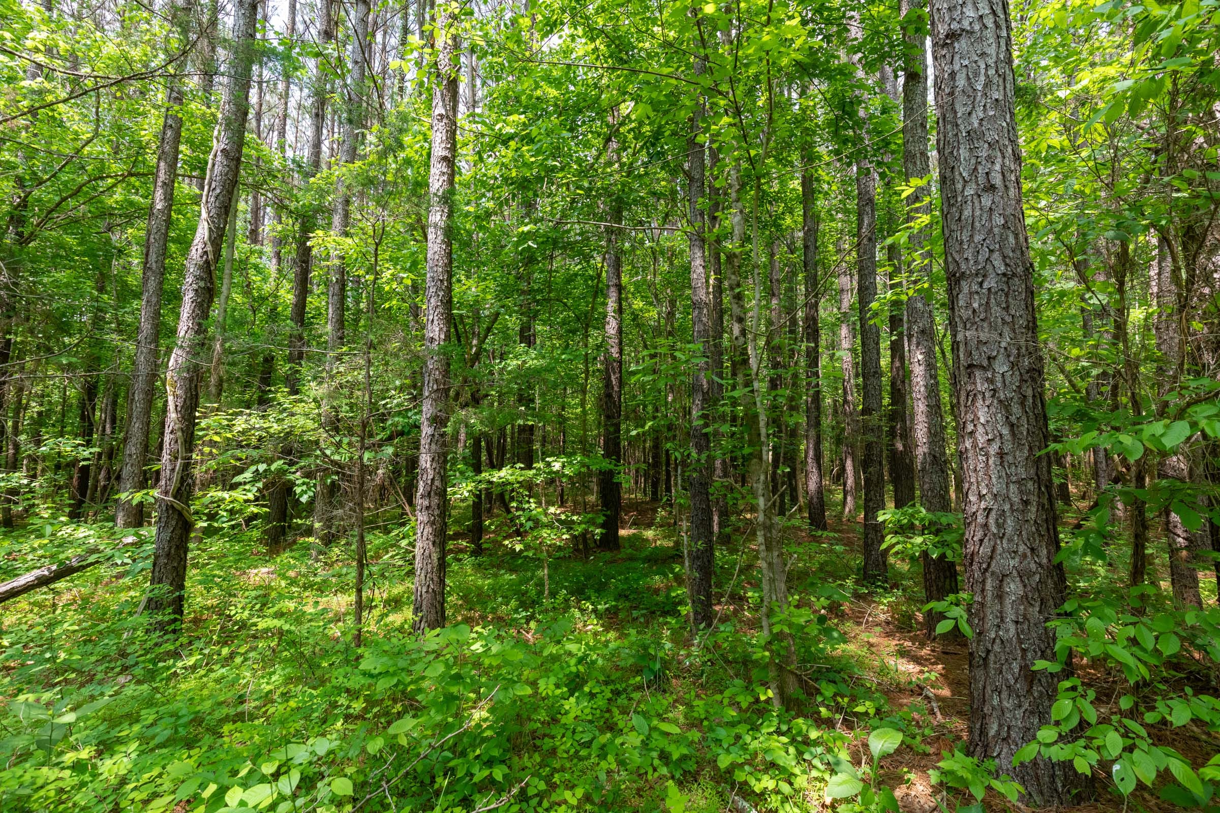 Cedar Creek Tract 35 photo 11