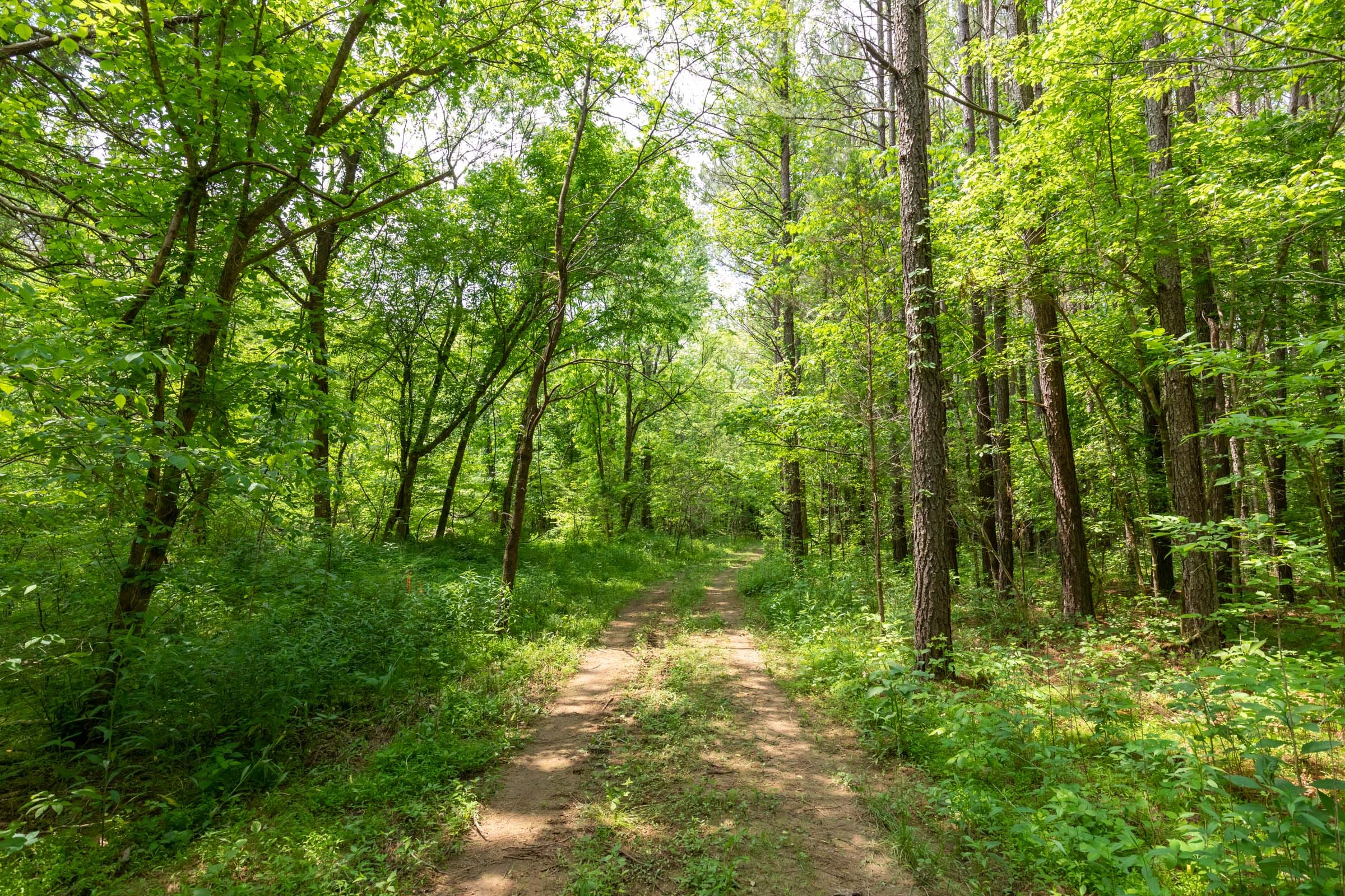 Cedar Creek Tract 35 photo 13