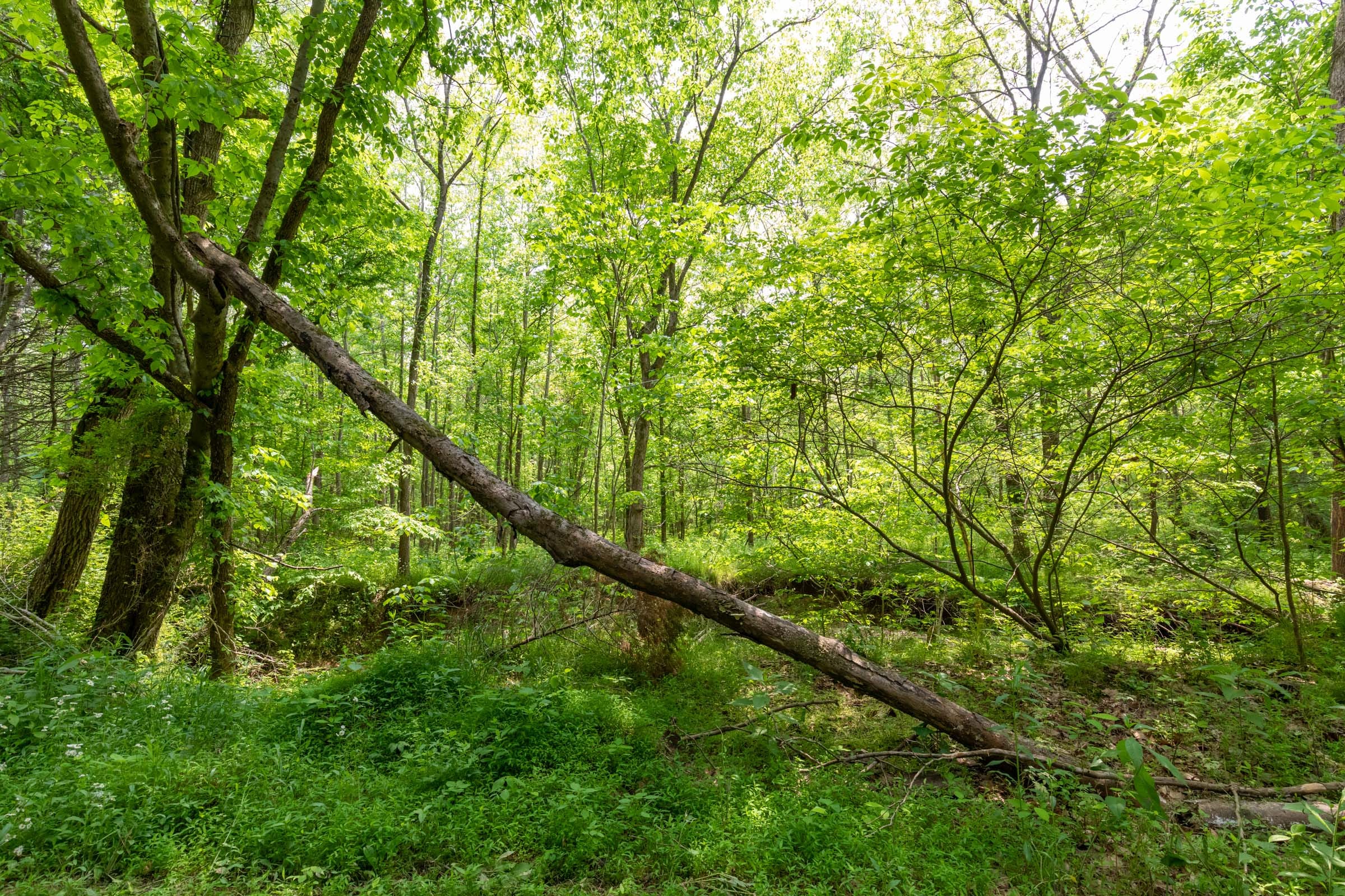 Cedar Creek Tract 35 photo 12