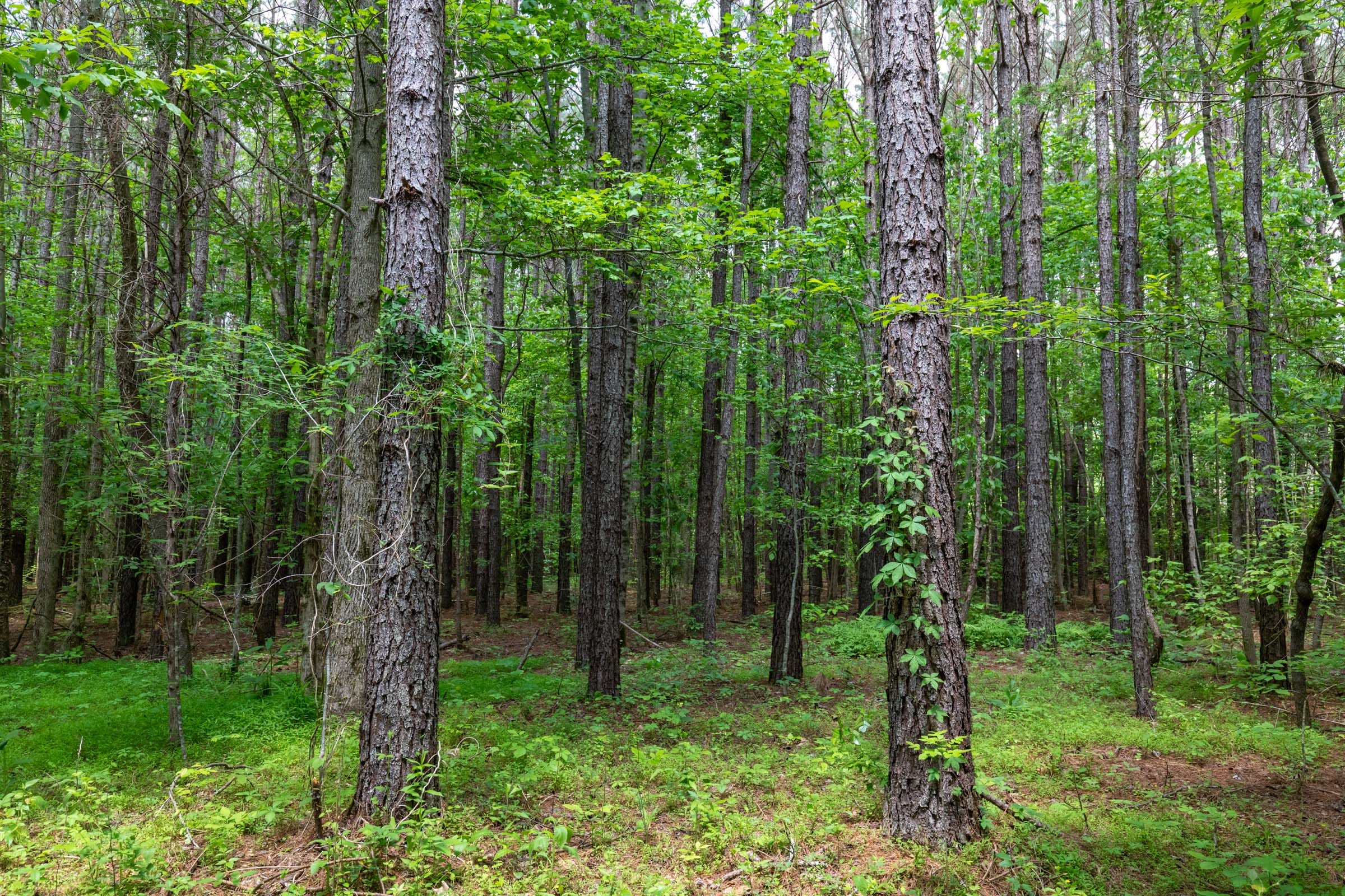 Cedar Creek Tract 35 photo 14