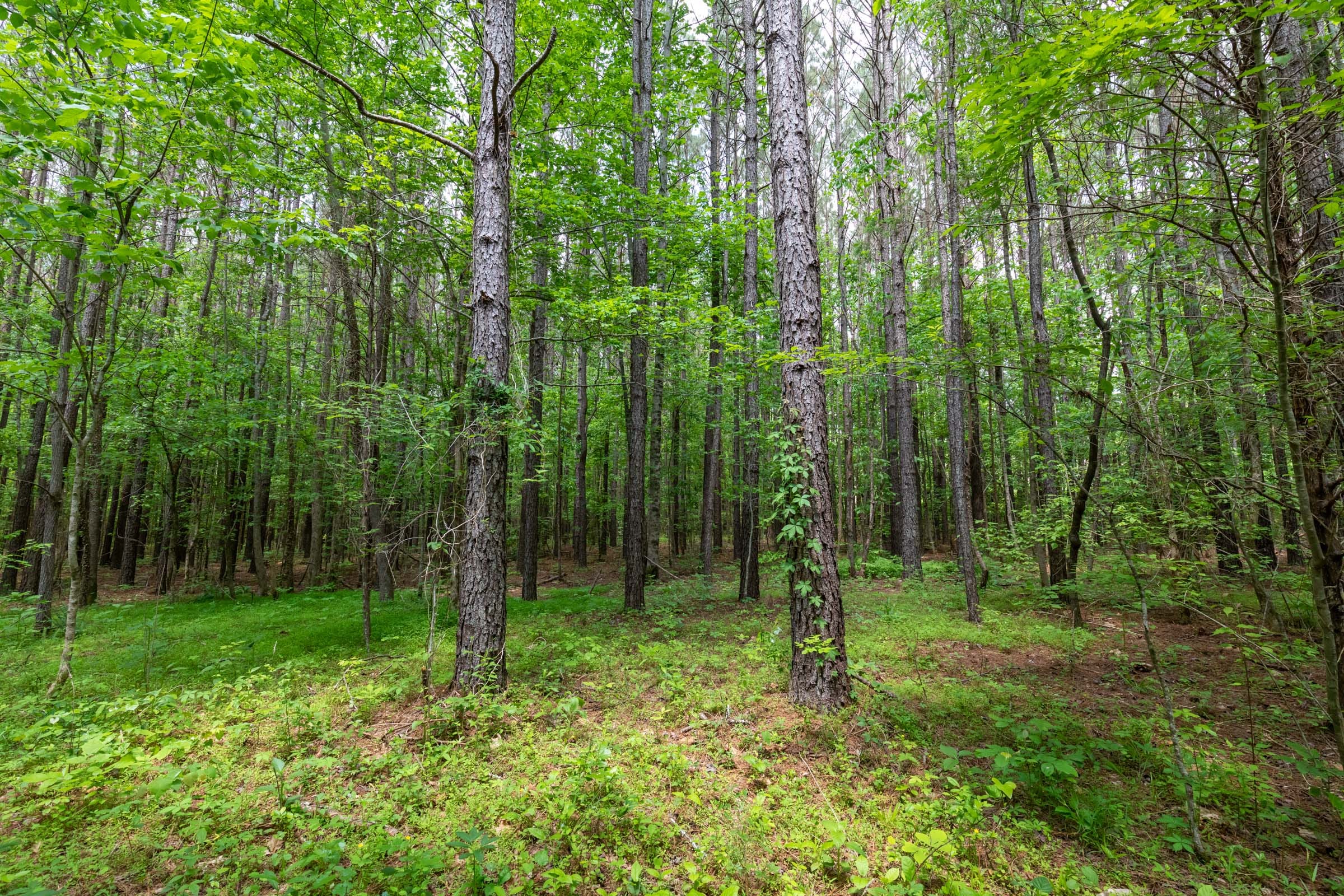 Cedar Creek Tract 35 photo 16