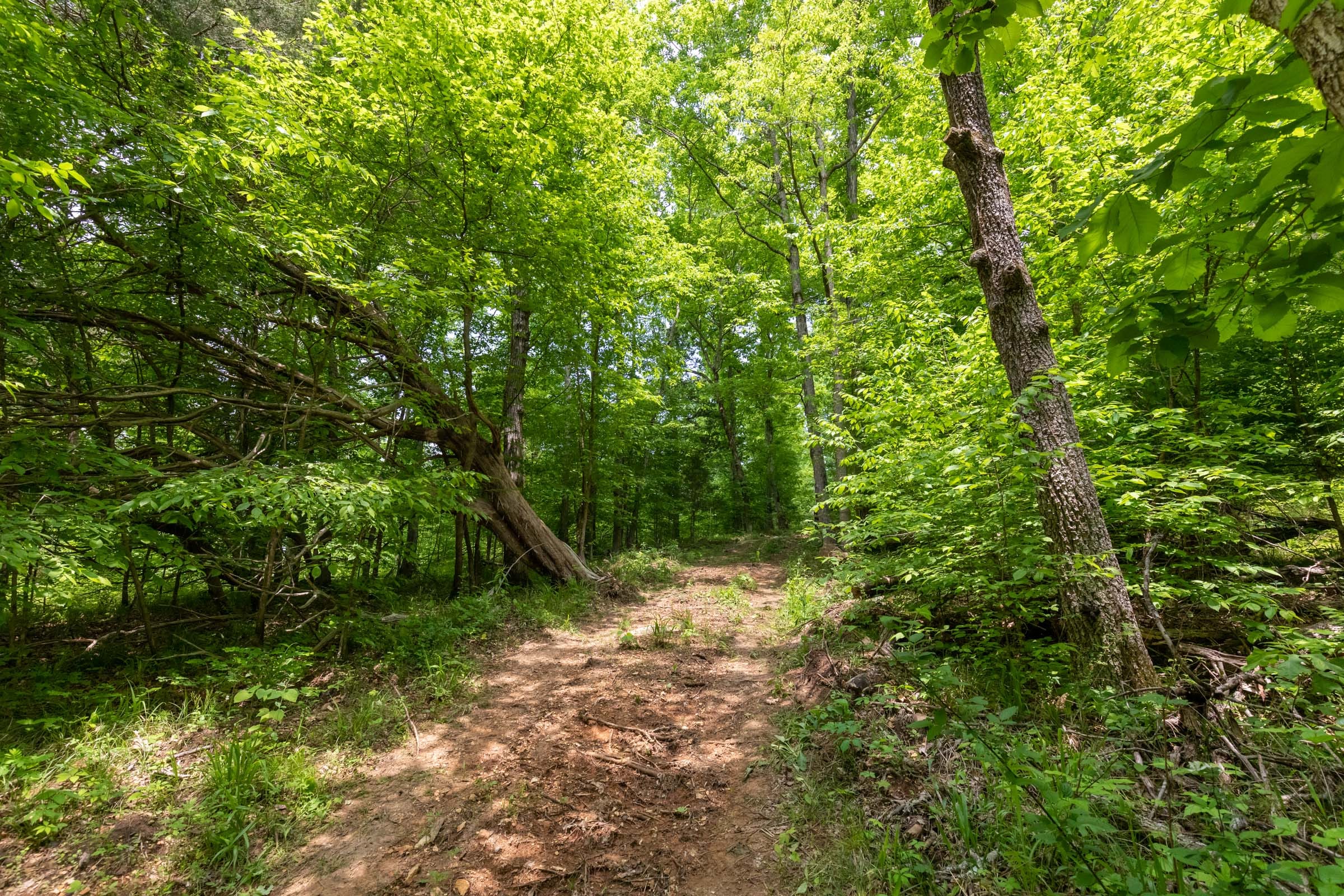 Cedar Creek Tract 35 photo 7
