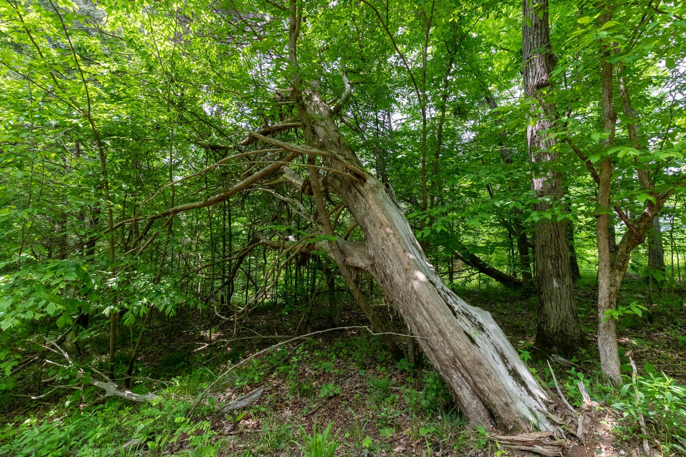 Cedar Creek Tract 35 photo 15