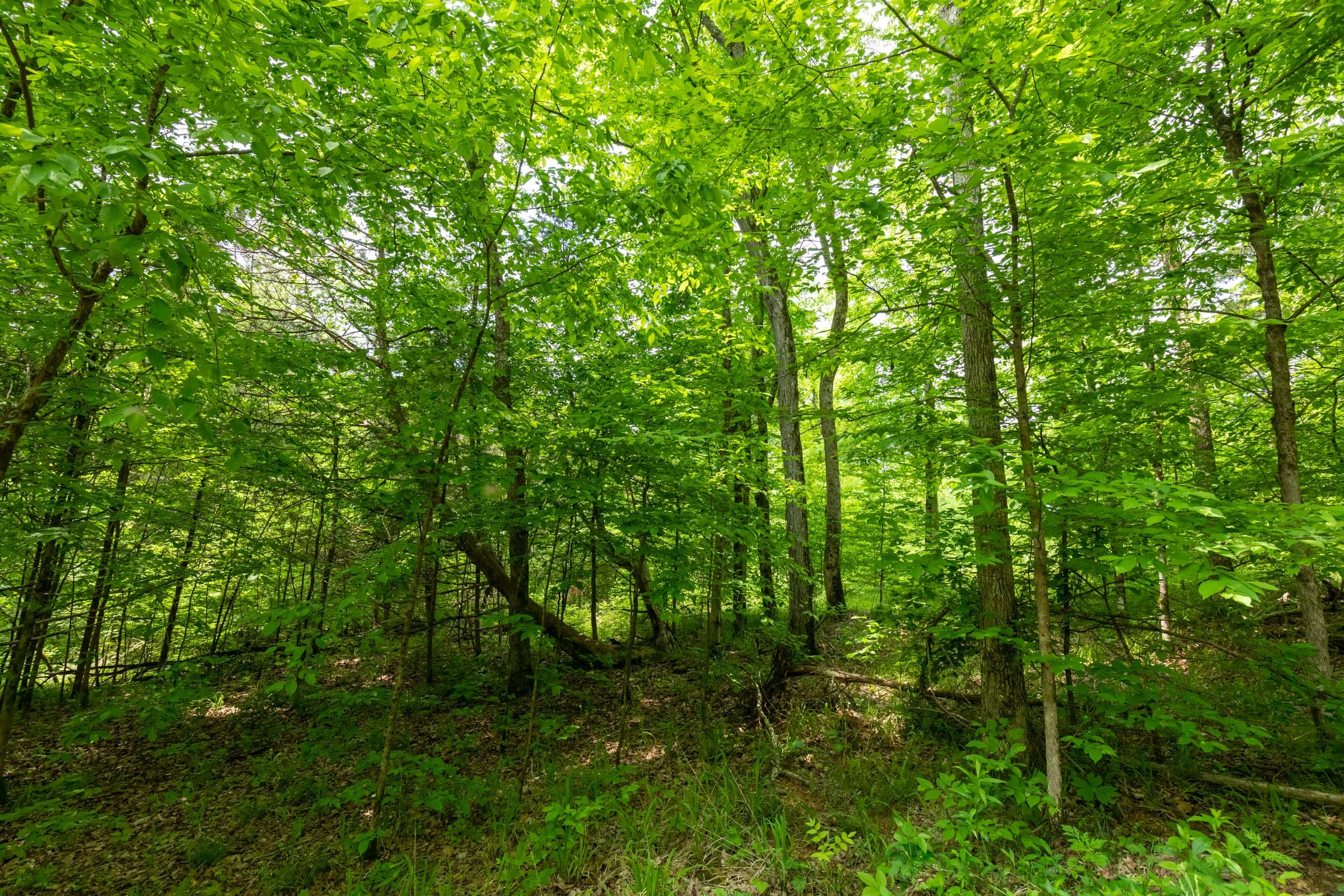 Cedar Creek Tract 35 photo 17
