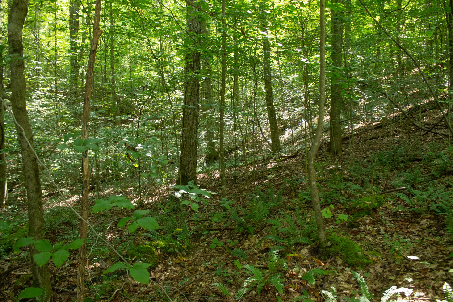 Bluegrass Ridge Tract 12 photo 3