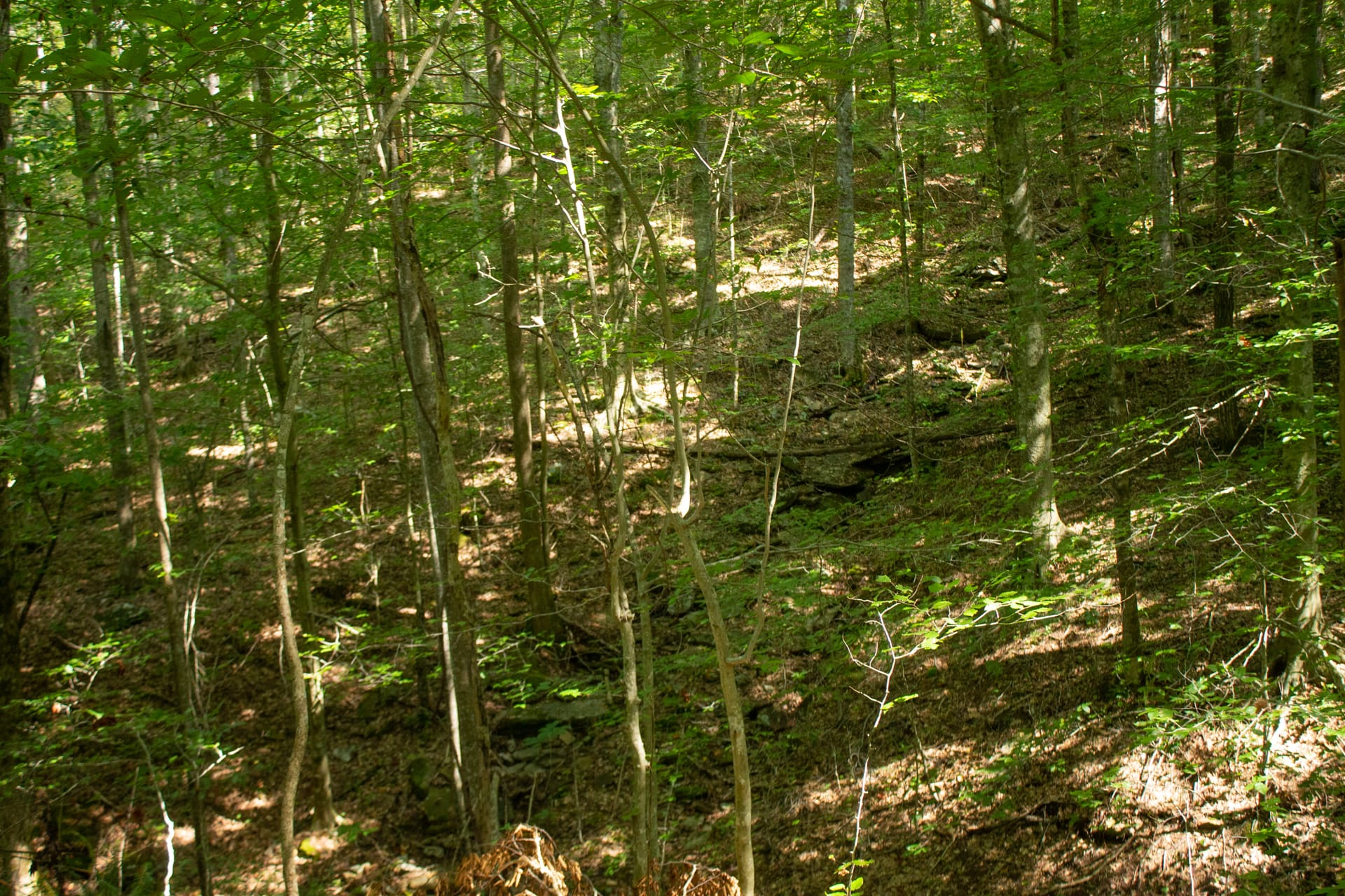 Bluegrass Ridge Tract 12 photo 4