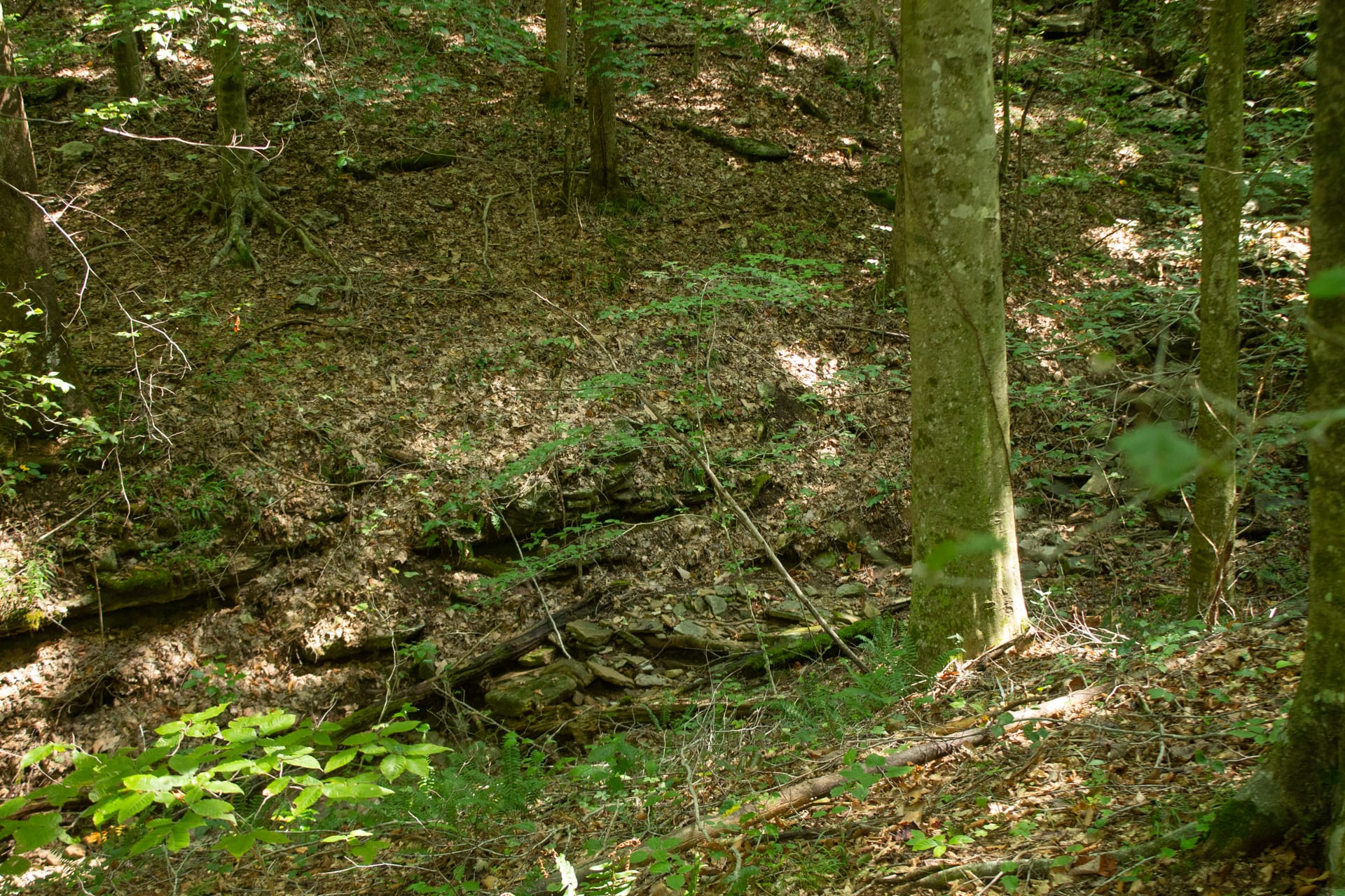 Bluegrass Ridge Tract 12 photo 5