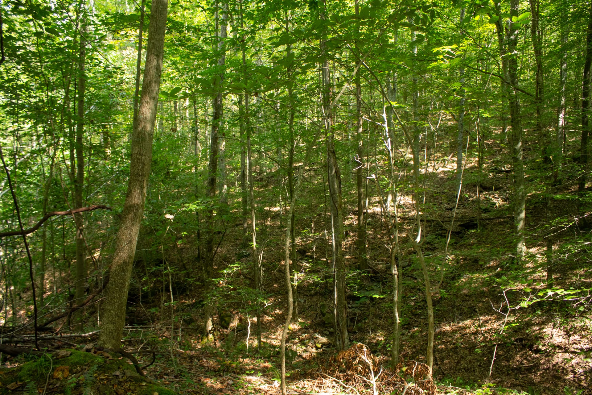 Bluegrass Ridge Tract 12 photo 6