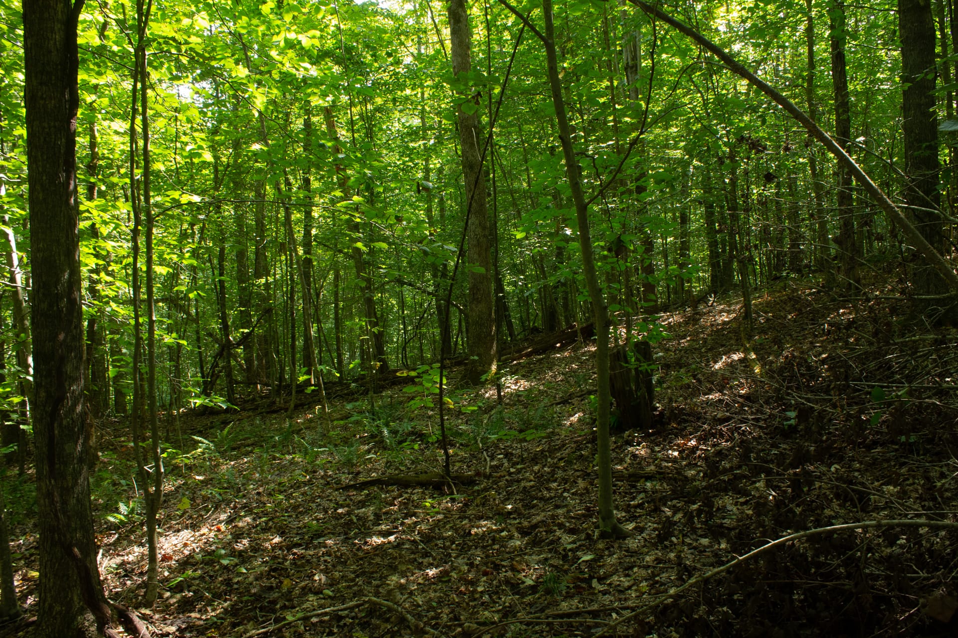 Bluegrass Ridge Tract 12 photo 7