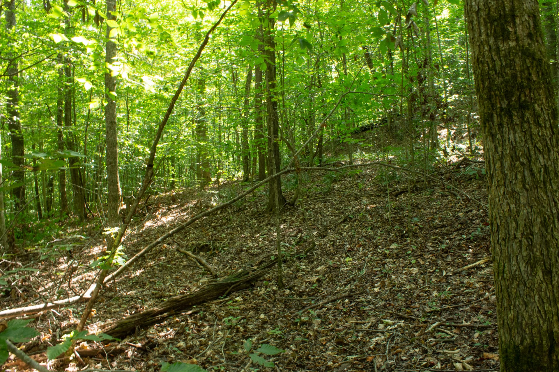 Bluegrass Ridge Tract 12 photo 8