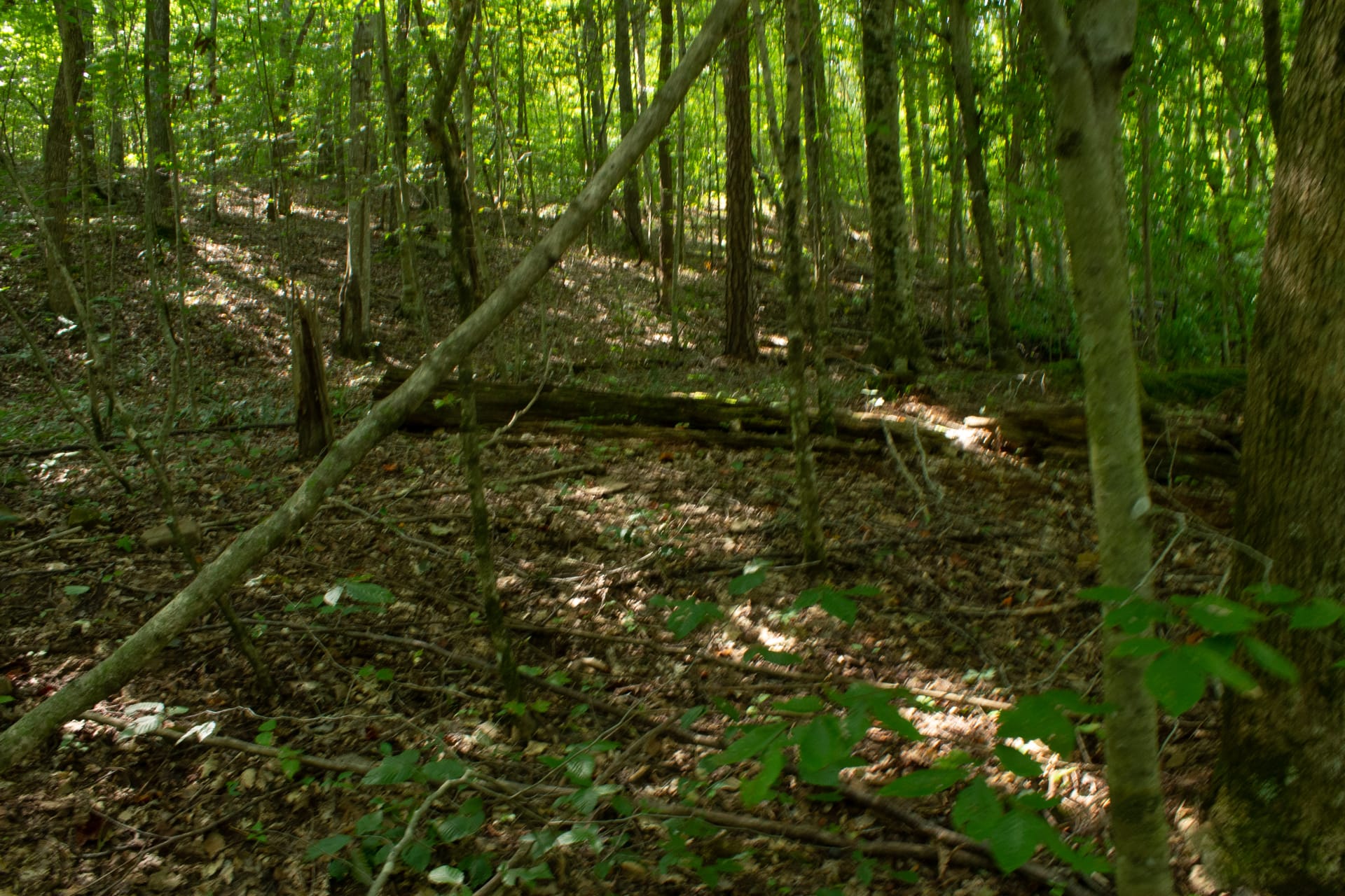 Bluegrass Ridge Tract 12 photo 9