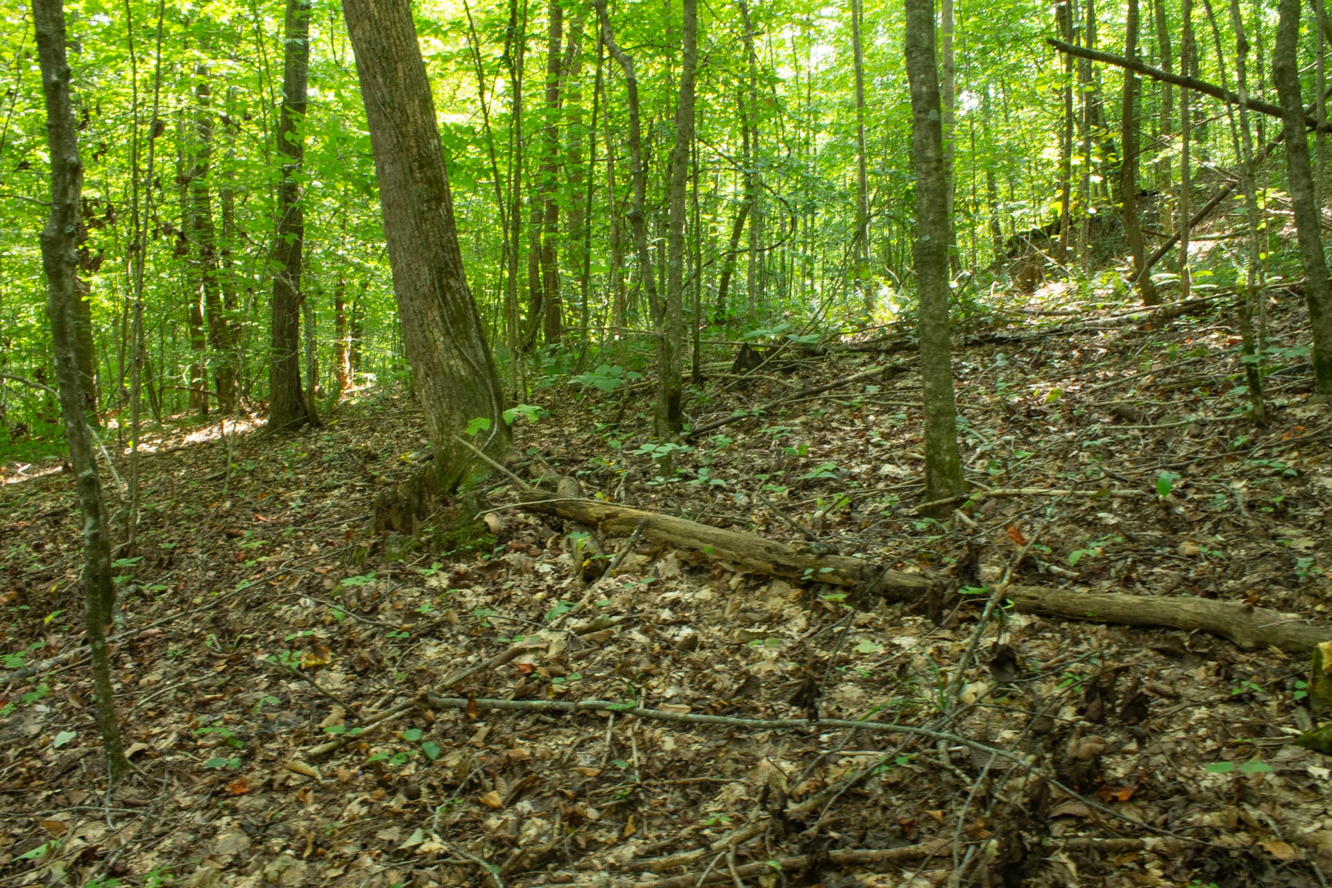 Bluegrass Ridge Tract 12 photo 10