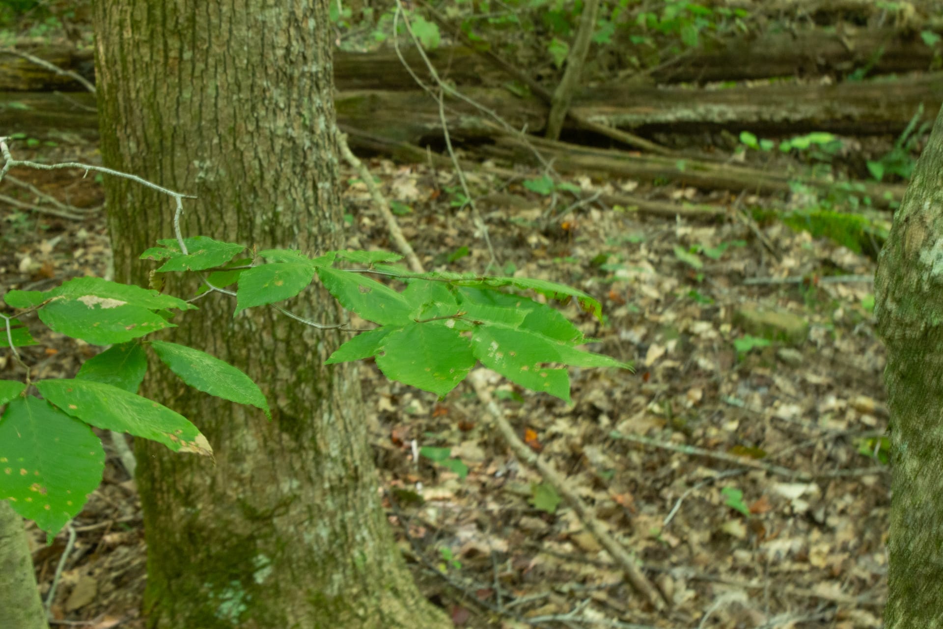 Bluegrass Ridge Tract 12 photo 11