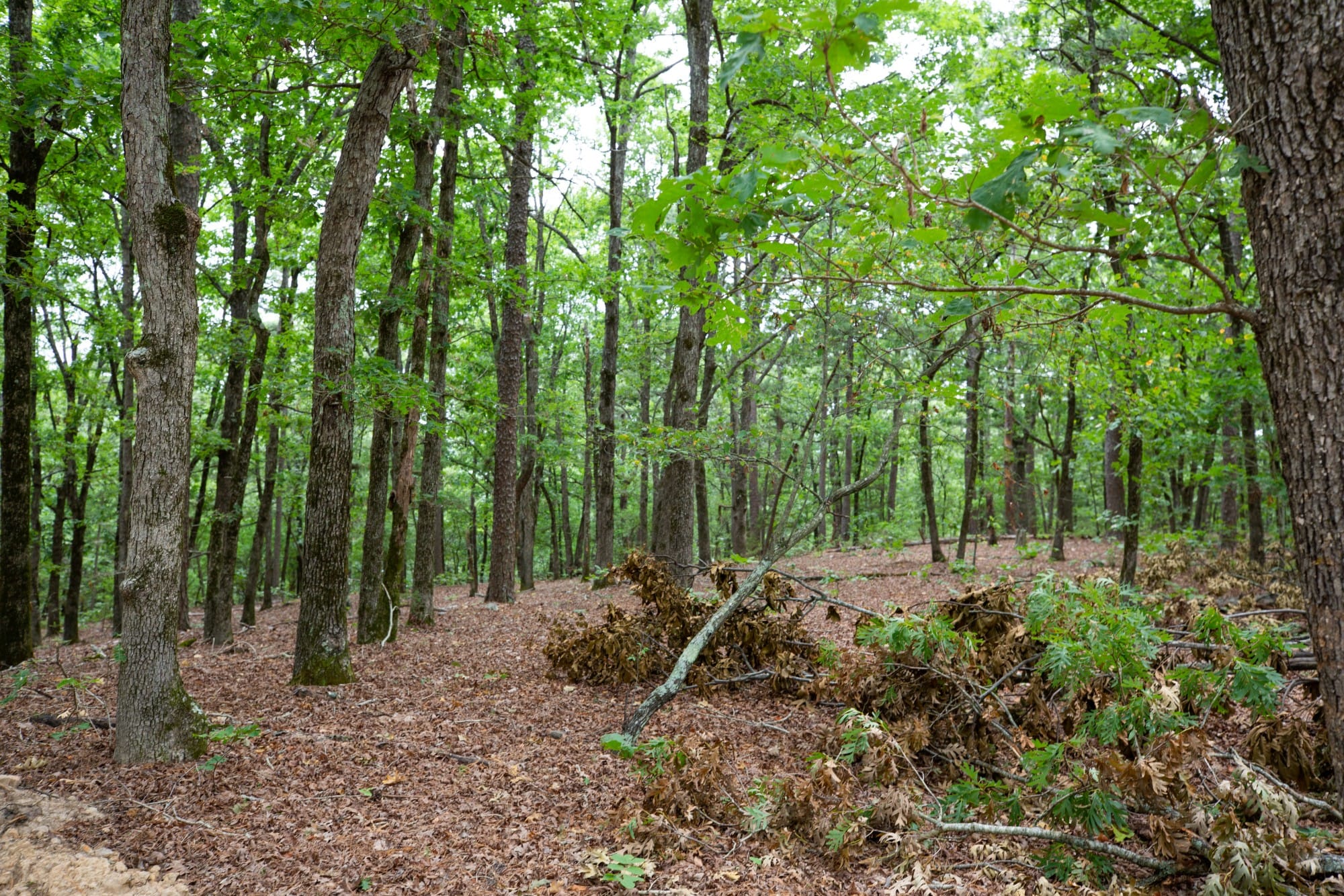 Eagle’s Nest Tract 85 photo 3