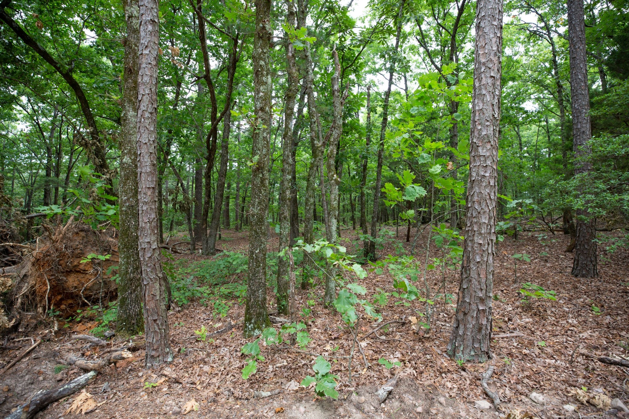 Eagle’s Nest Tract 85 photo 4