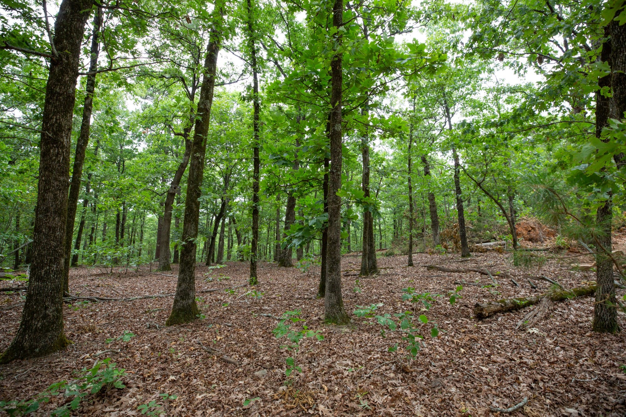 Eagle’s Nest Tract 85 photo 8