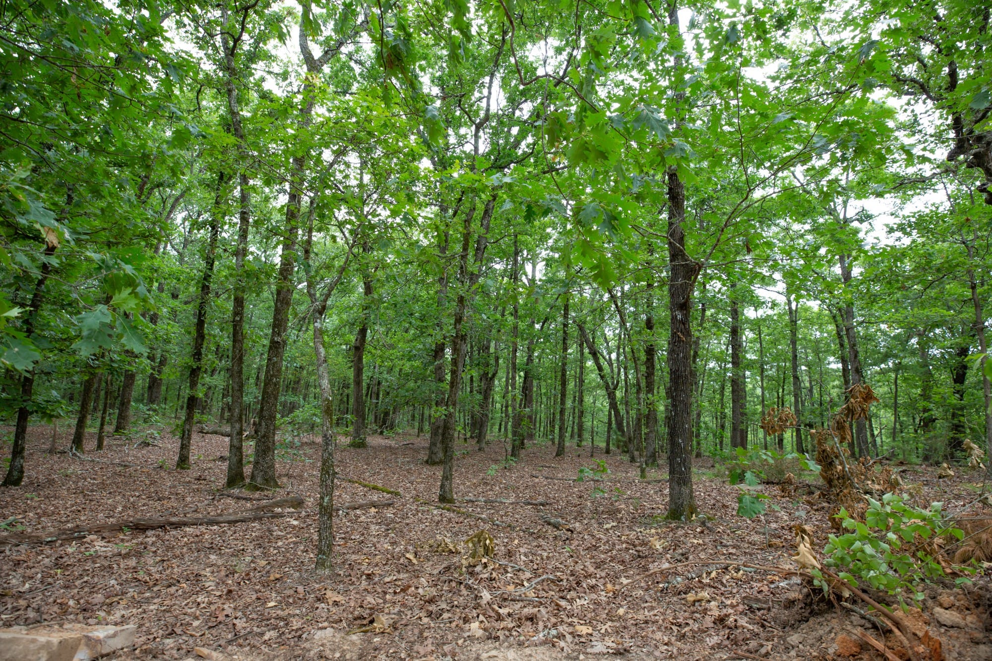 Eagle’s Nest Tract 85 photo 9