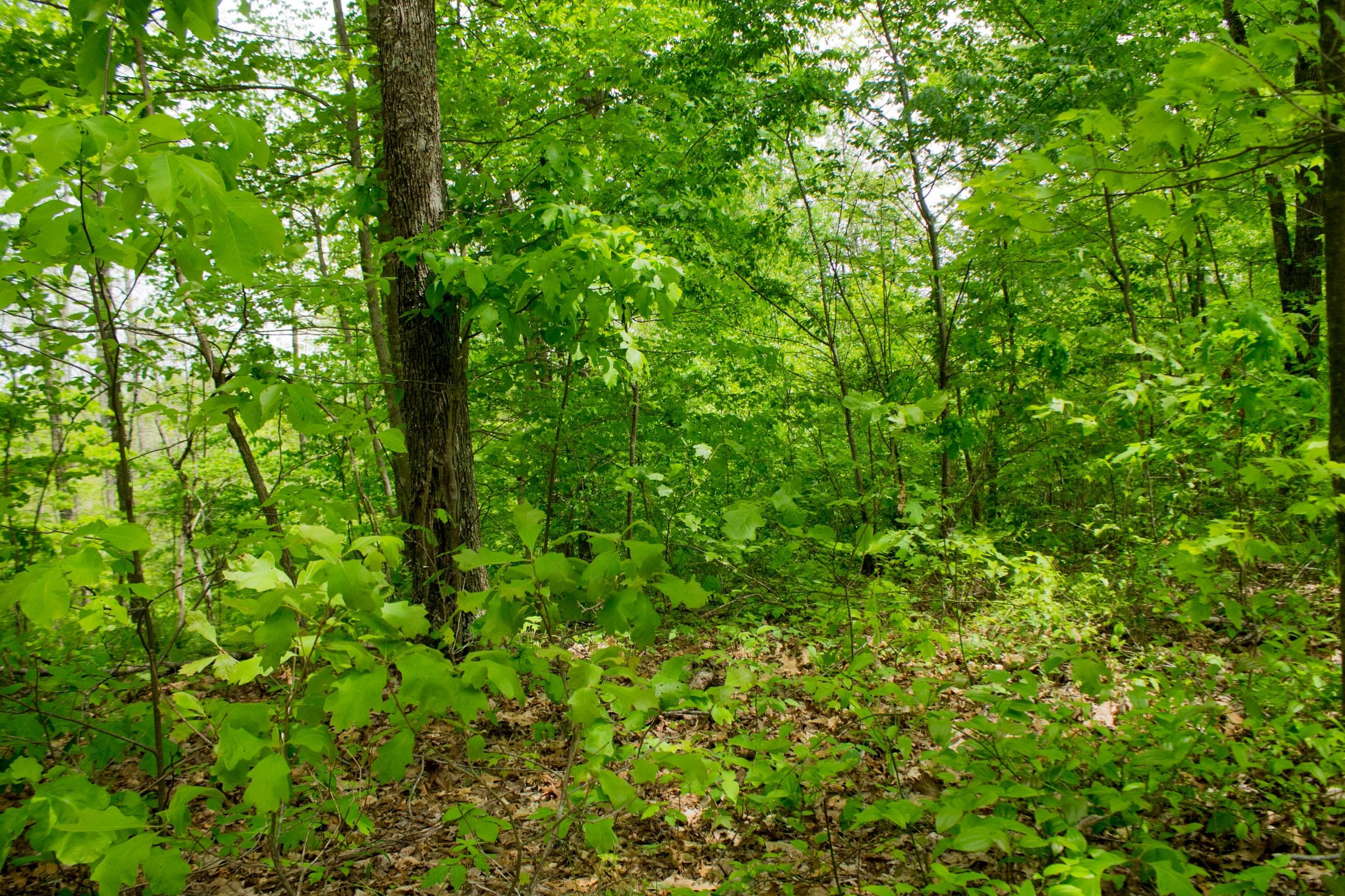 Trails End Tract 7 photo 3