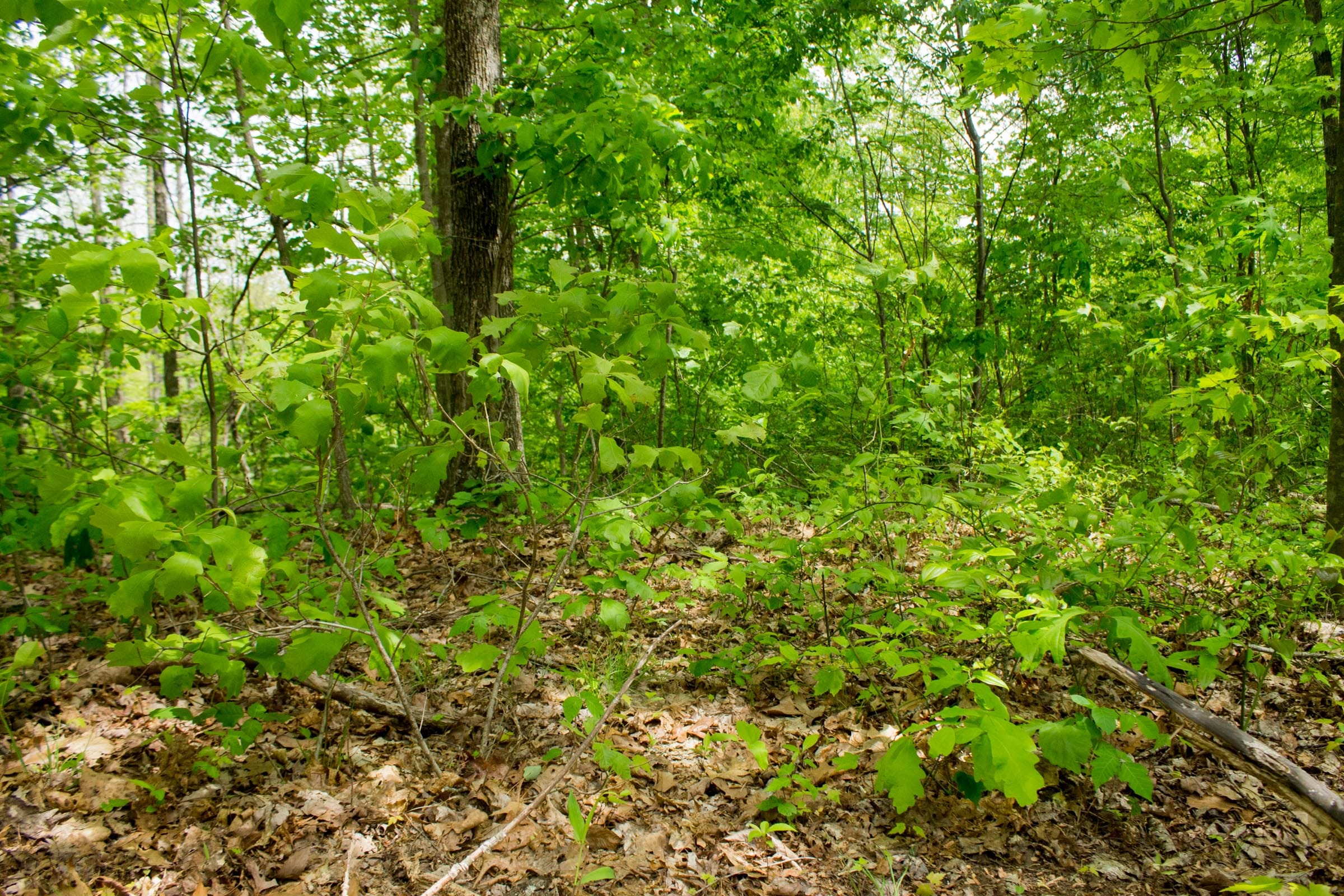 Trails End Tract 7 photo 4
