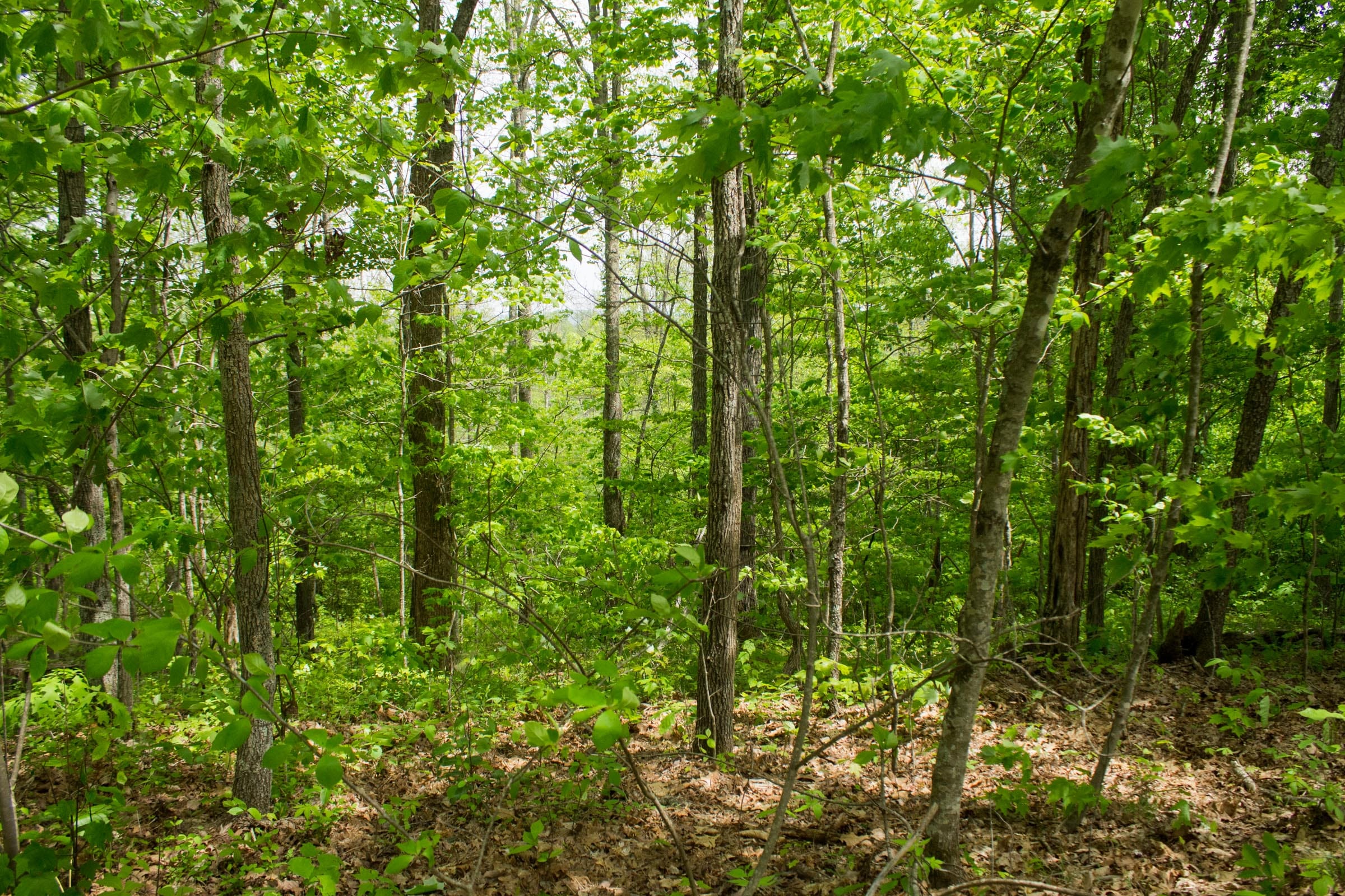 Trails End Tract 7 photo 6