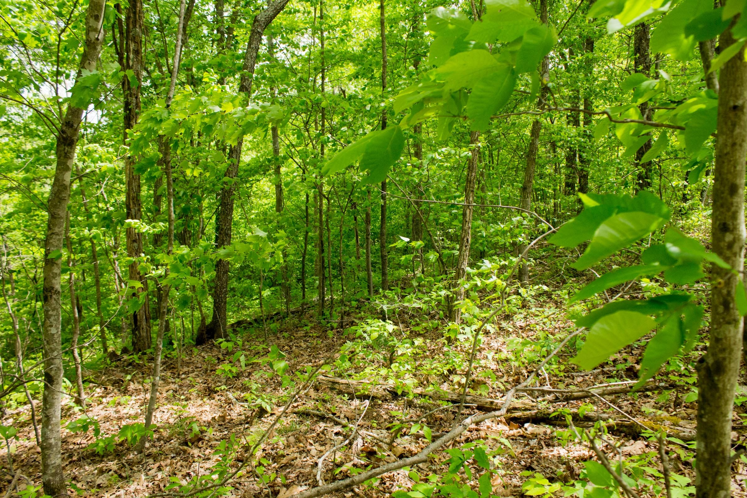 Trails End Tract 7 photo 7