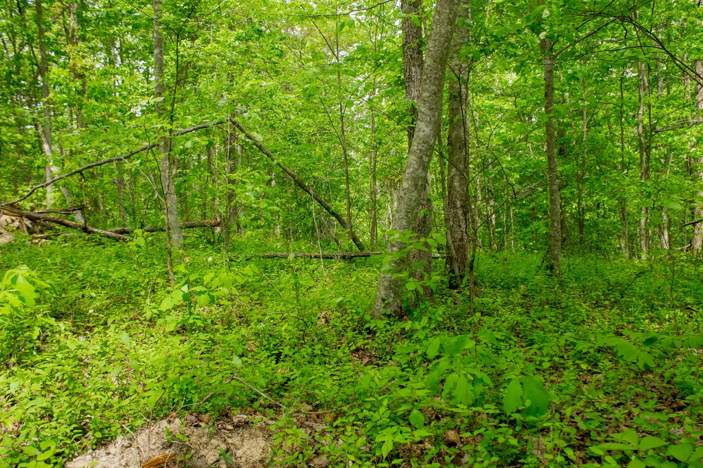 Trails End Tract 7 photo 10
