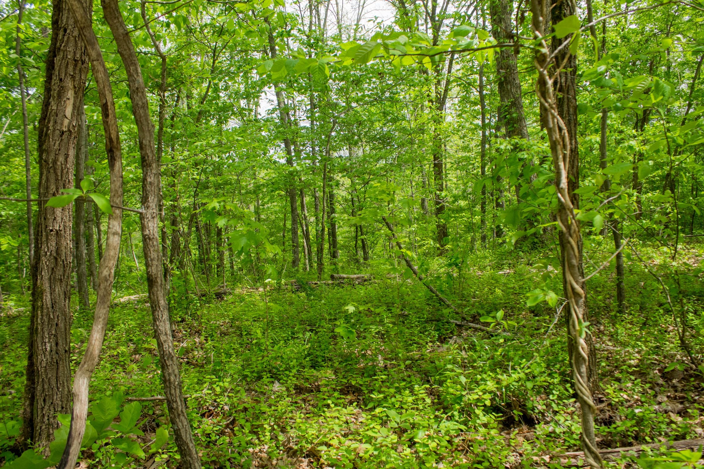 Trails End Tract 7 photo 11