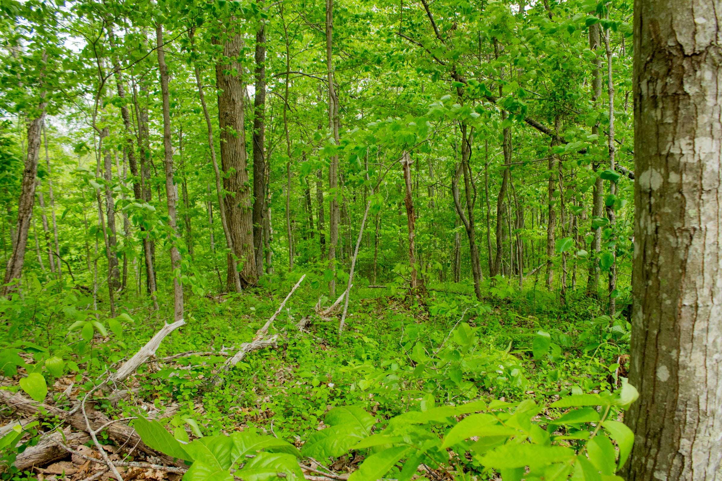 Trails End Tract 7 photo 13