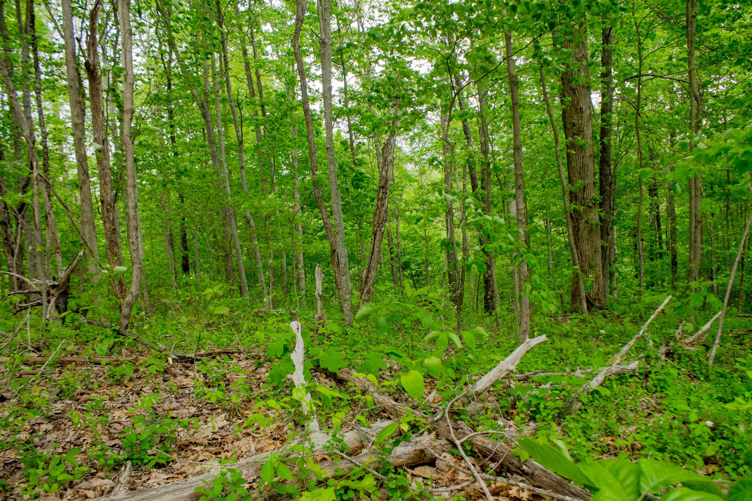 Trails End Tract 7 photo 14