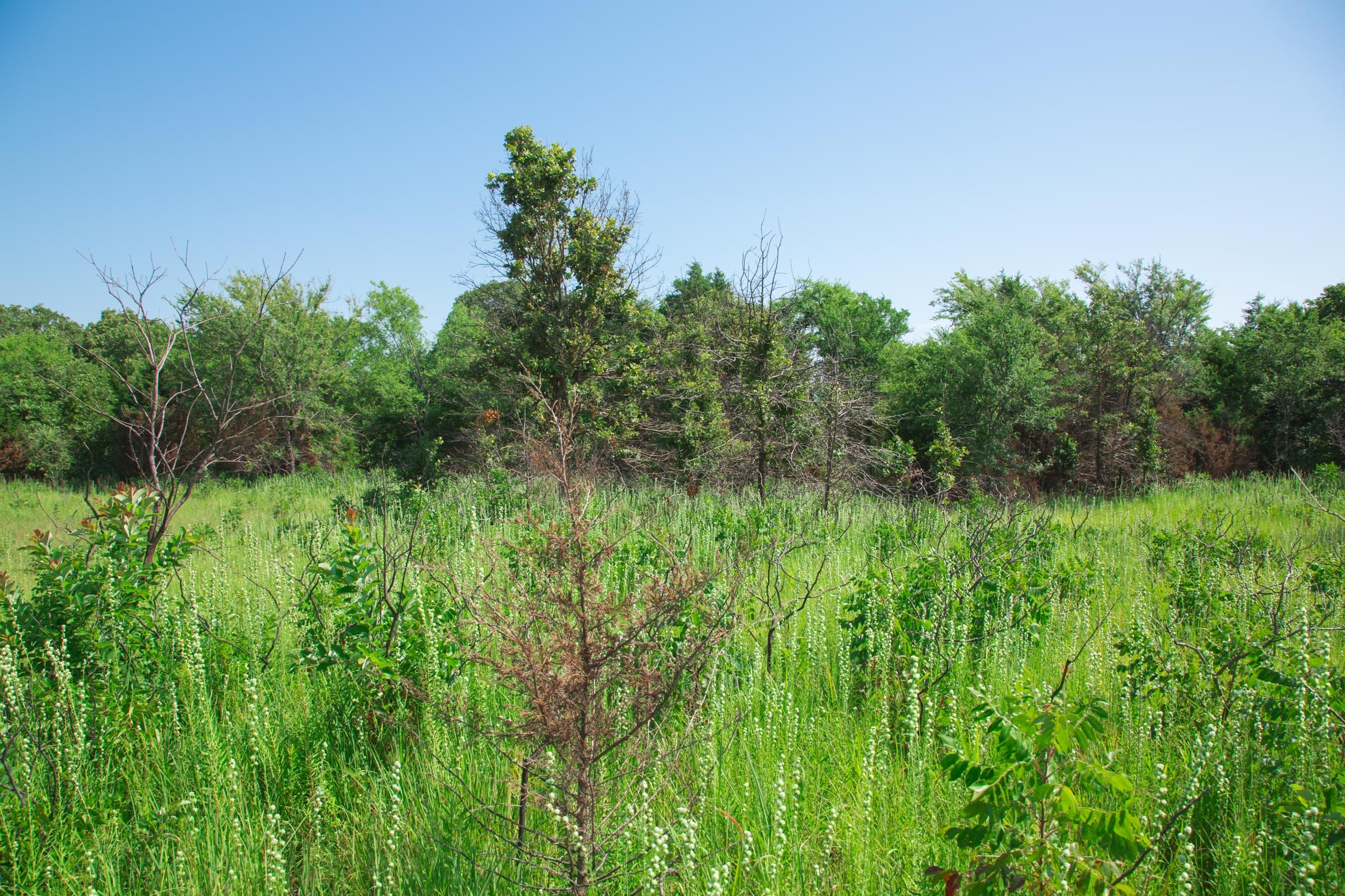 Deep Fork Ranch Tract 15 photo 5